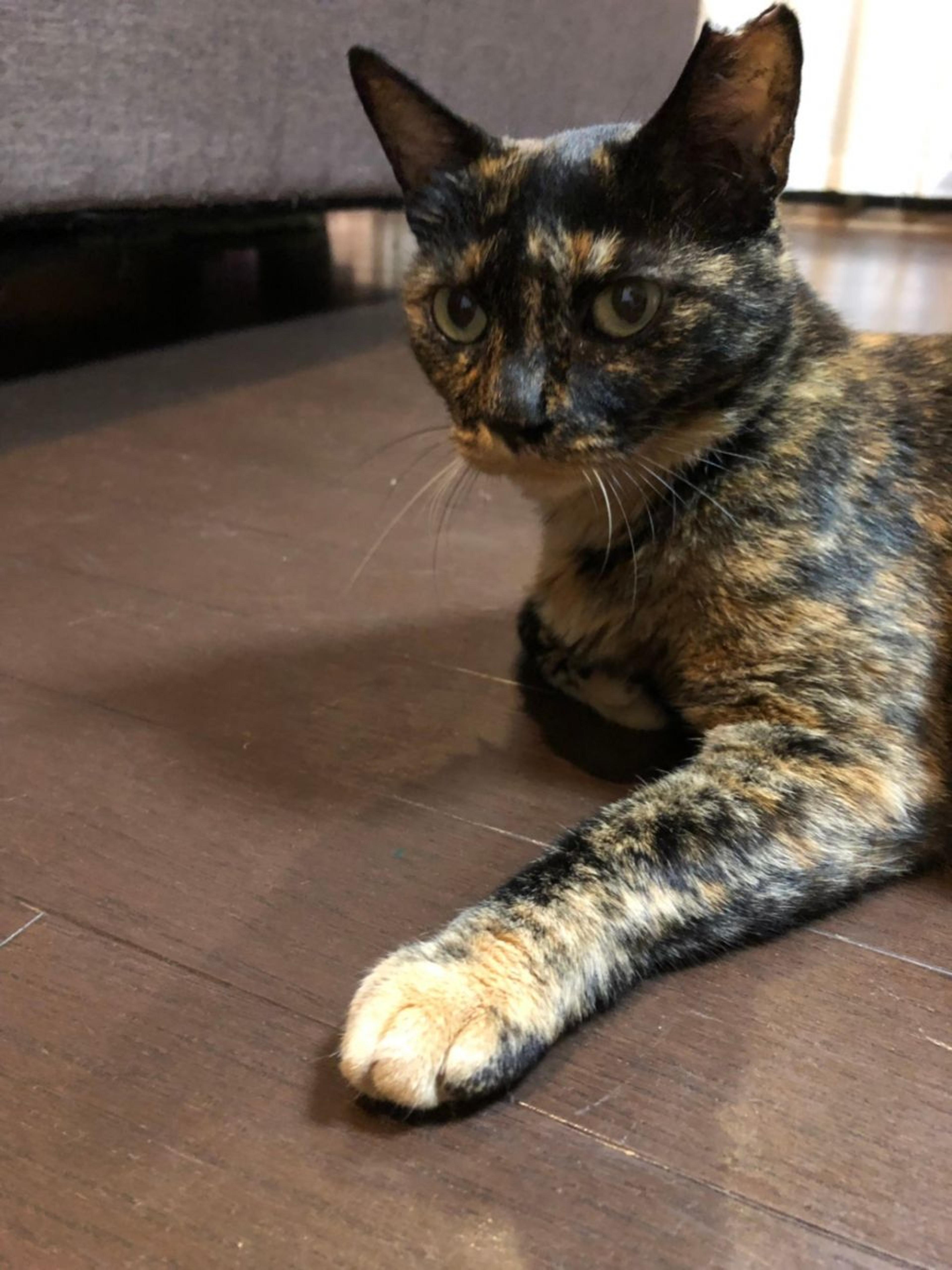 pet-image-2