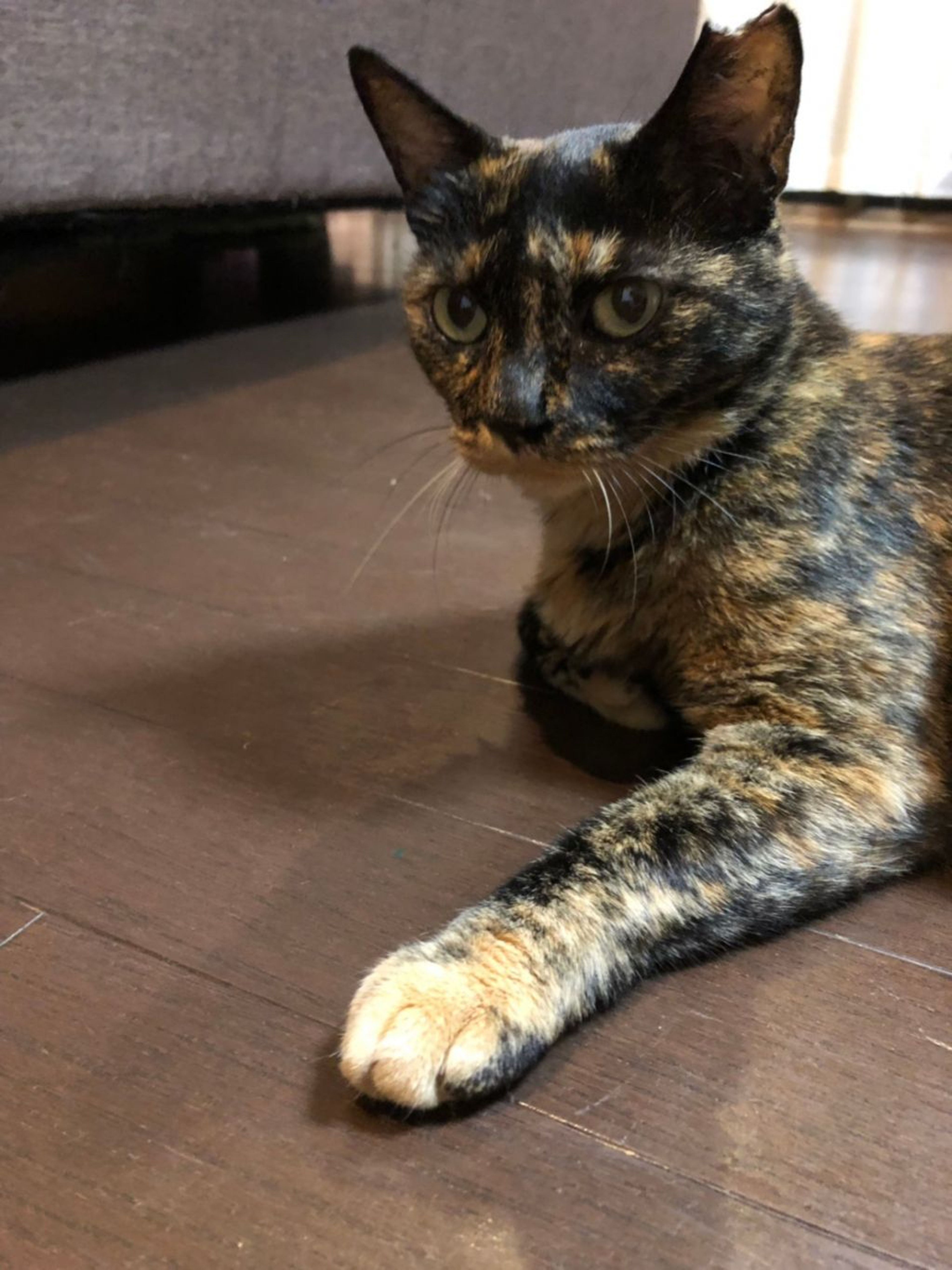 pet-image-2