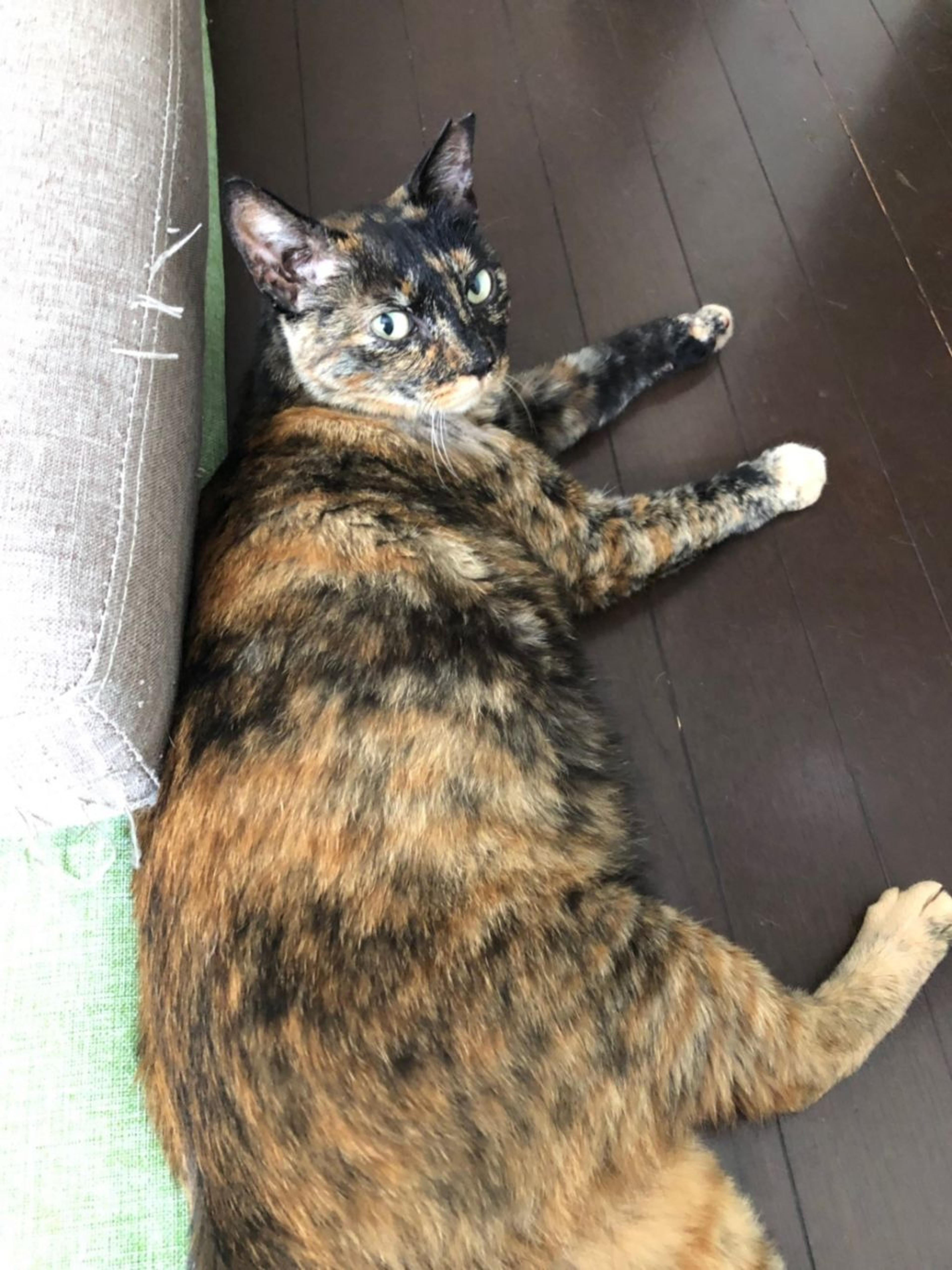 pet-image-3