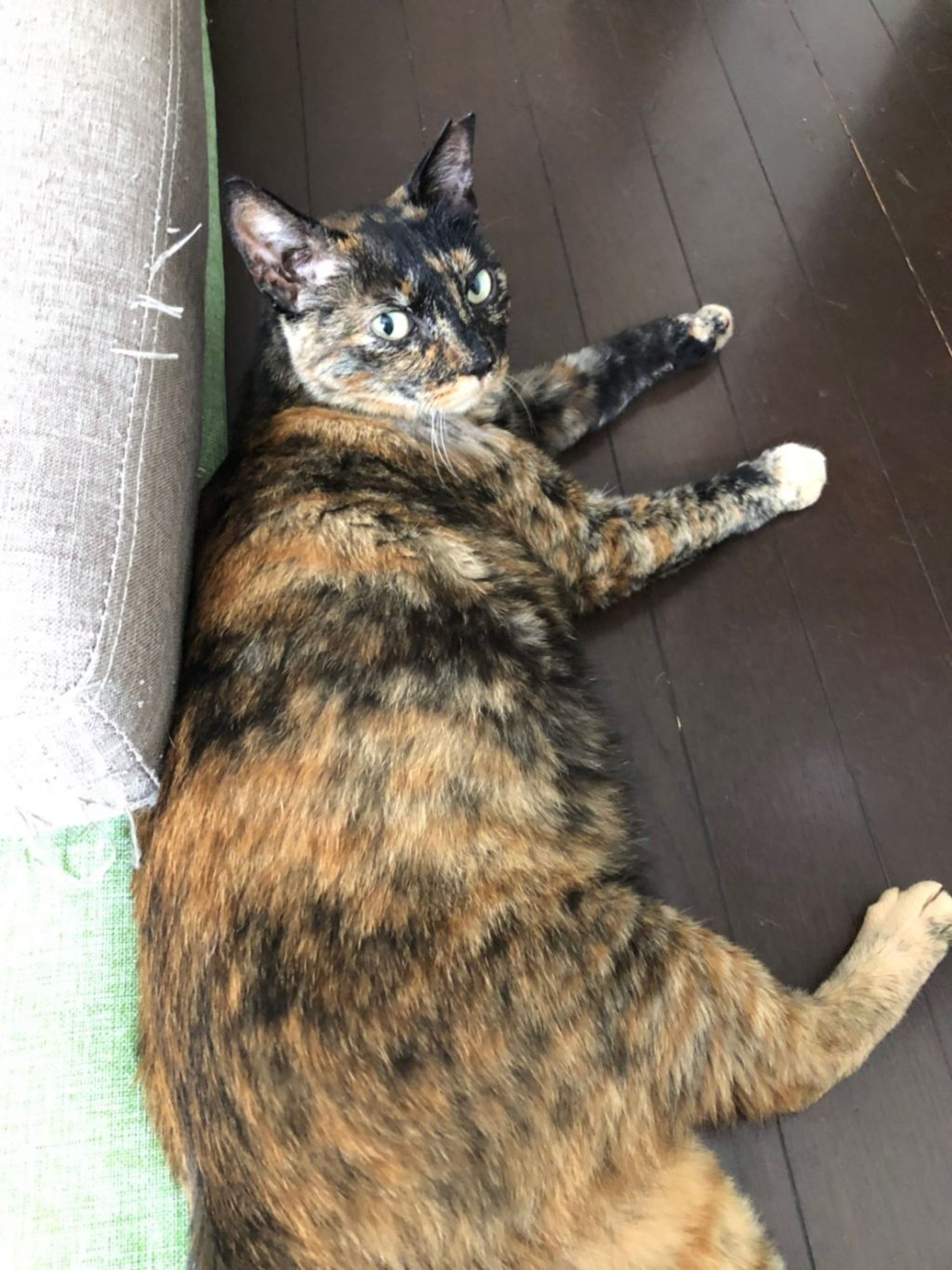 pet-image-3