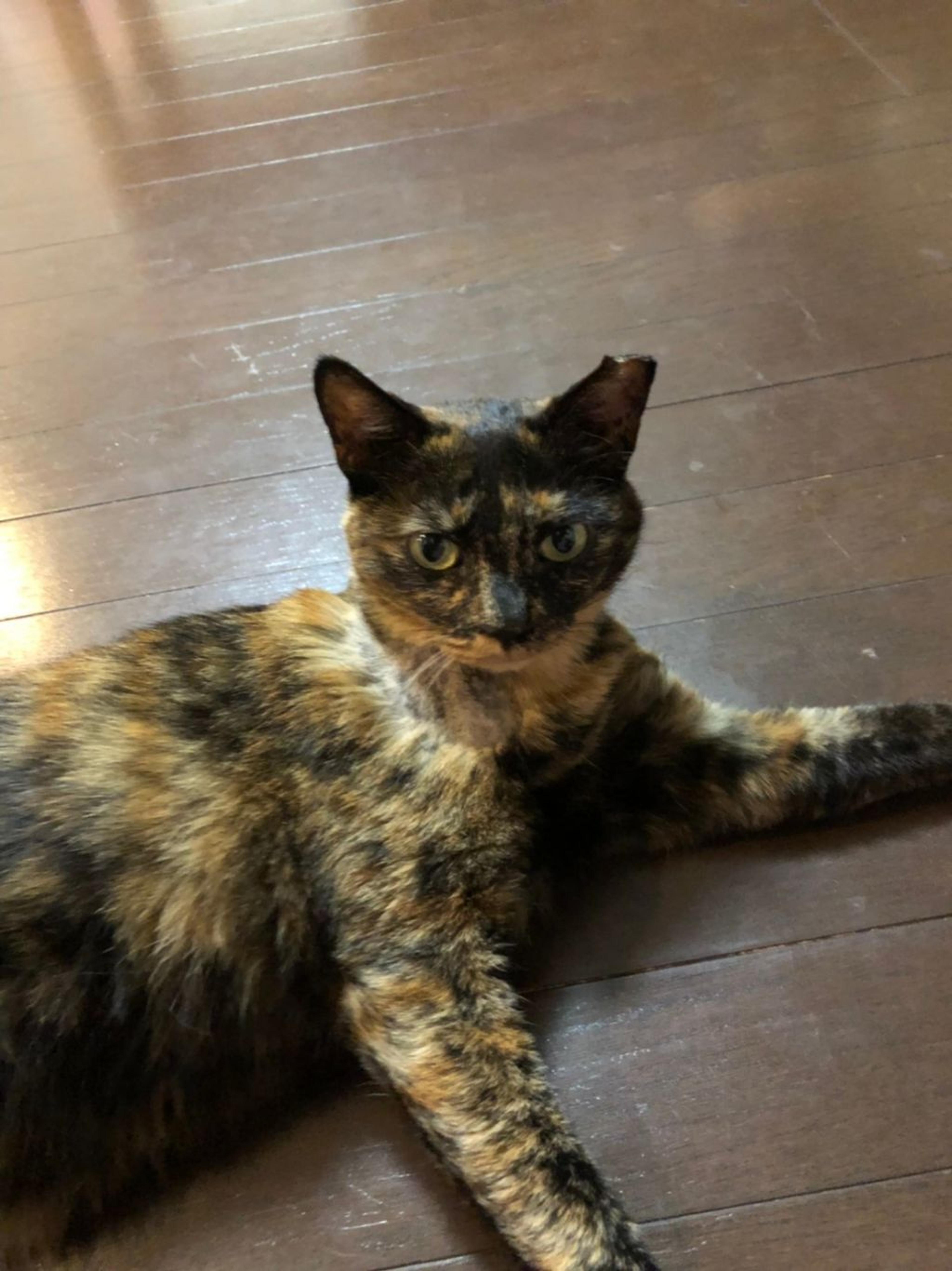 pet-image-4