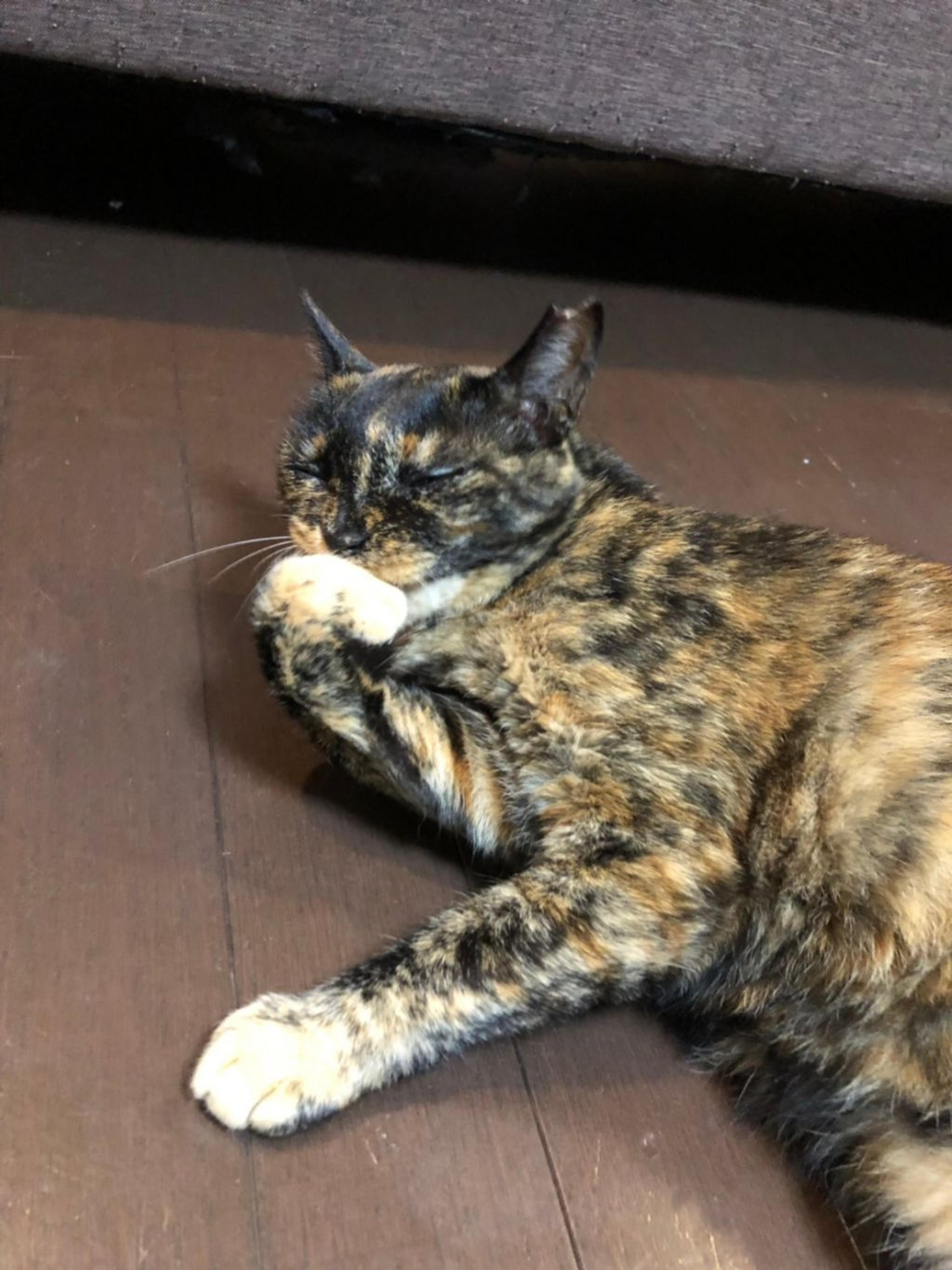 pet-image-5