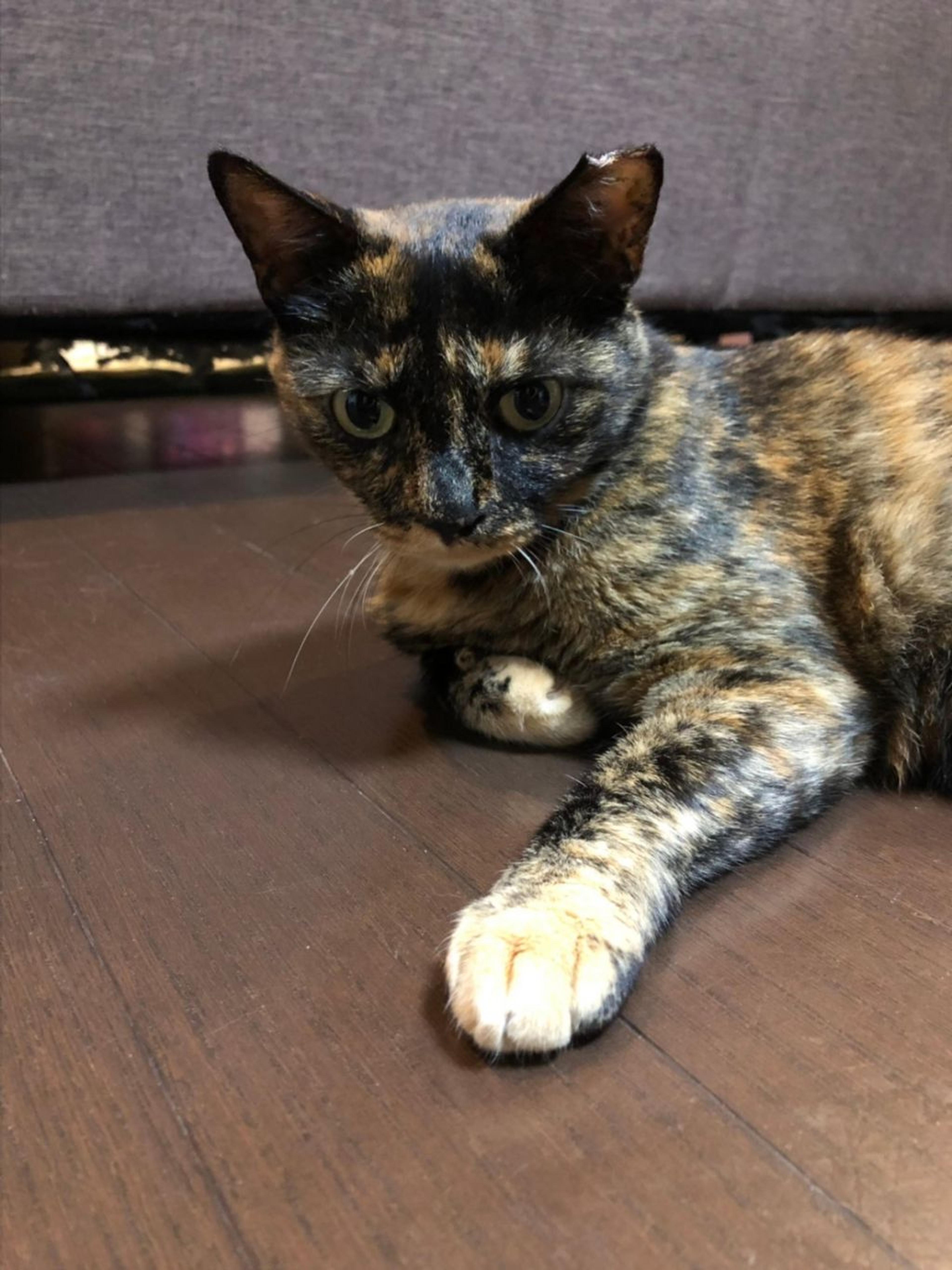 pet-image-6