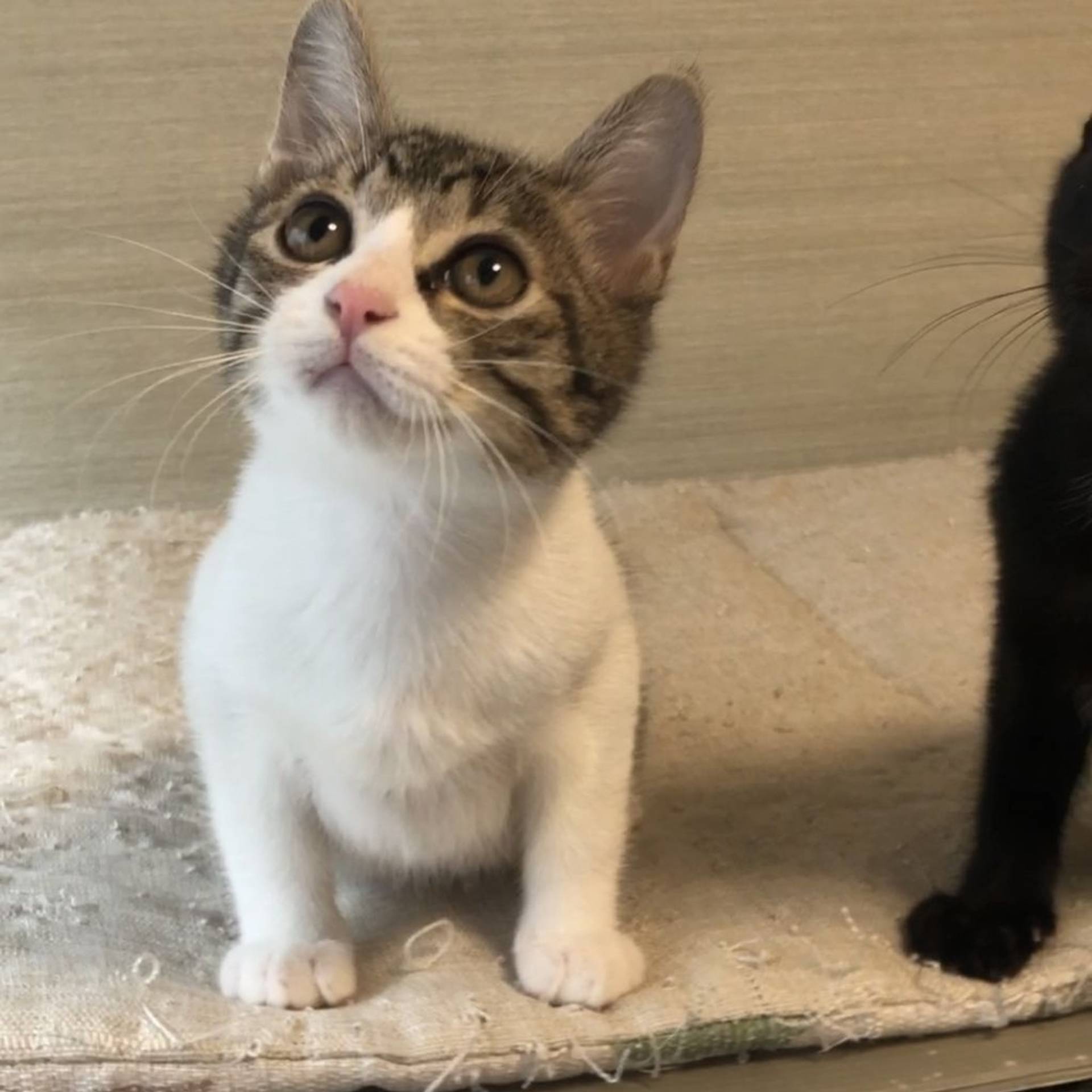 雑種（ミックス猫）・オスの里親募集の写真