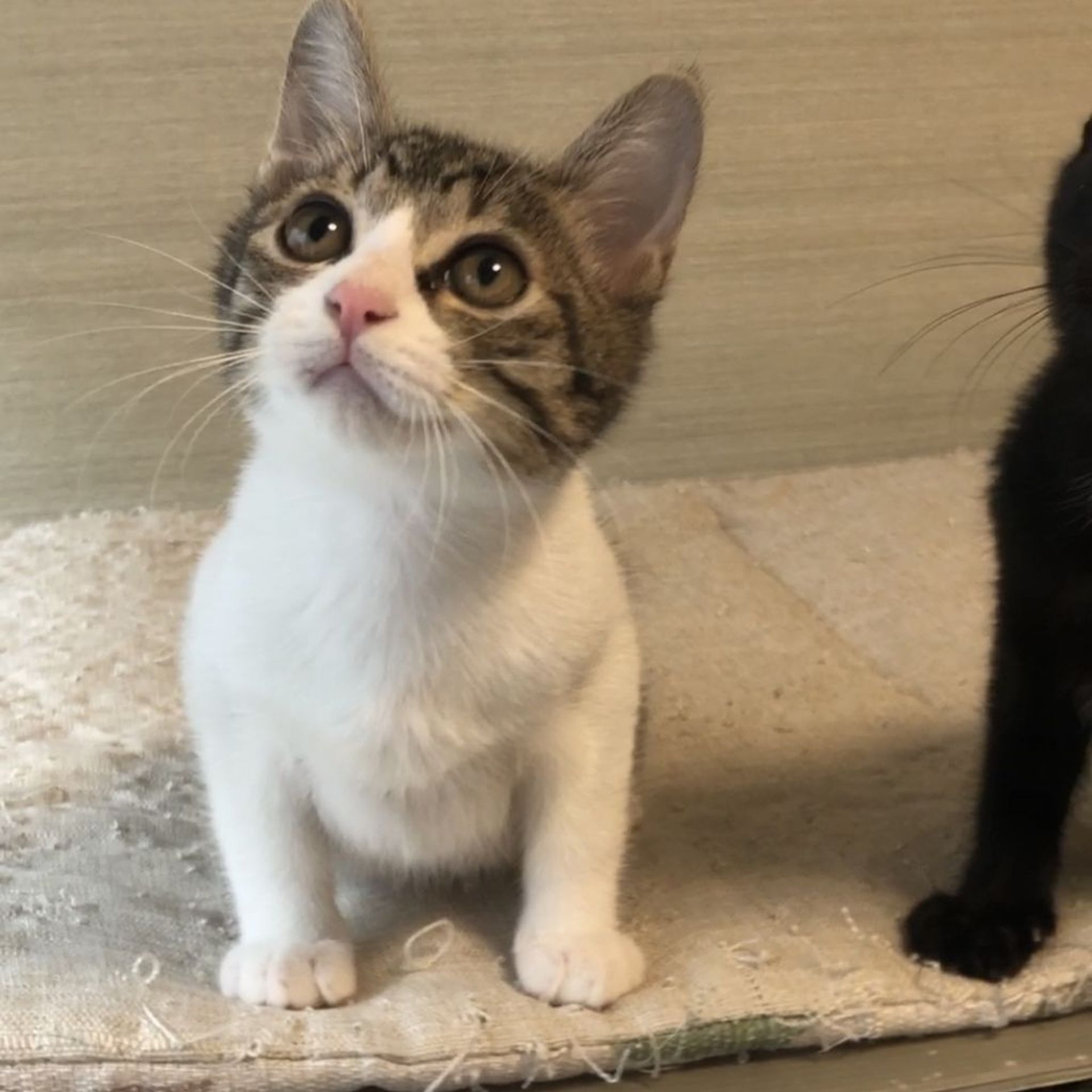 雑種（ミックス猫）・オスの里親募集の写真