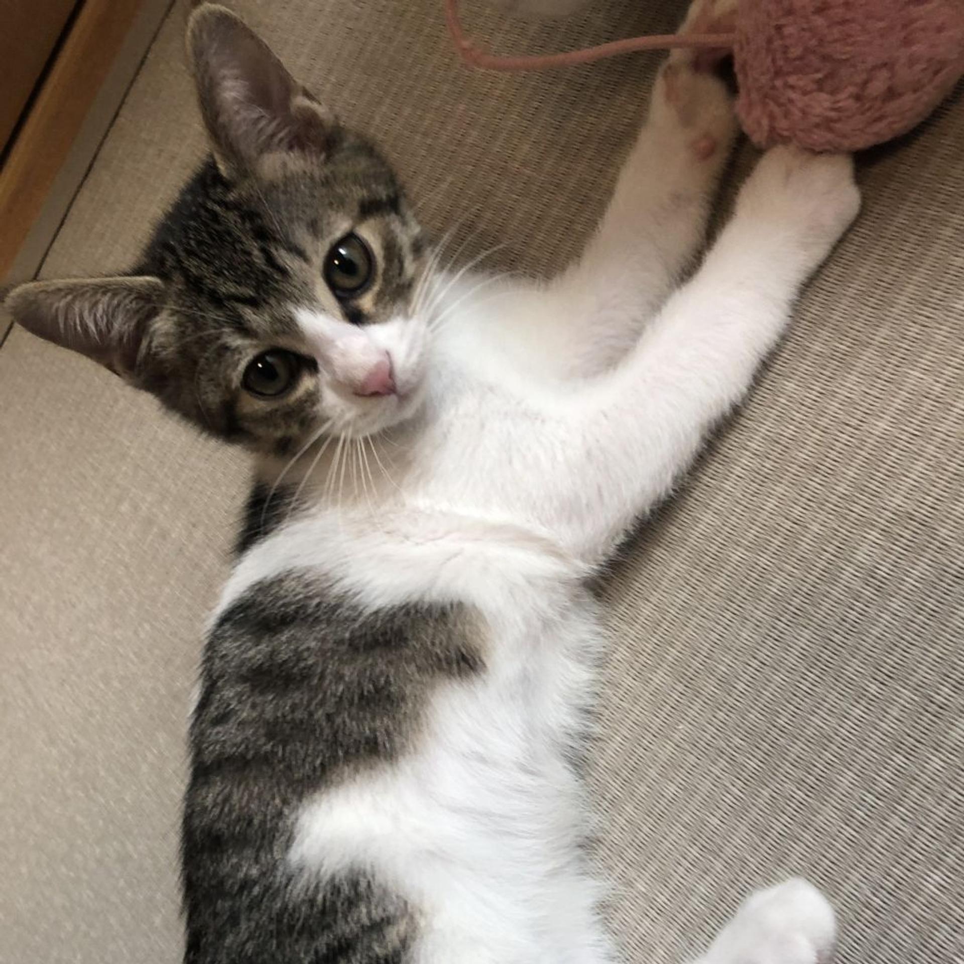 pet-image-3