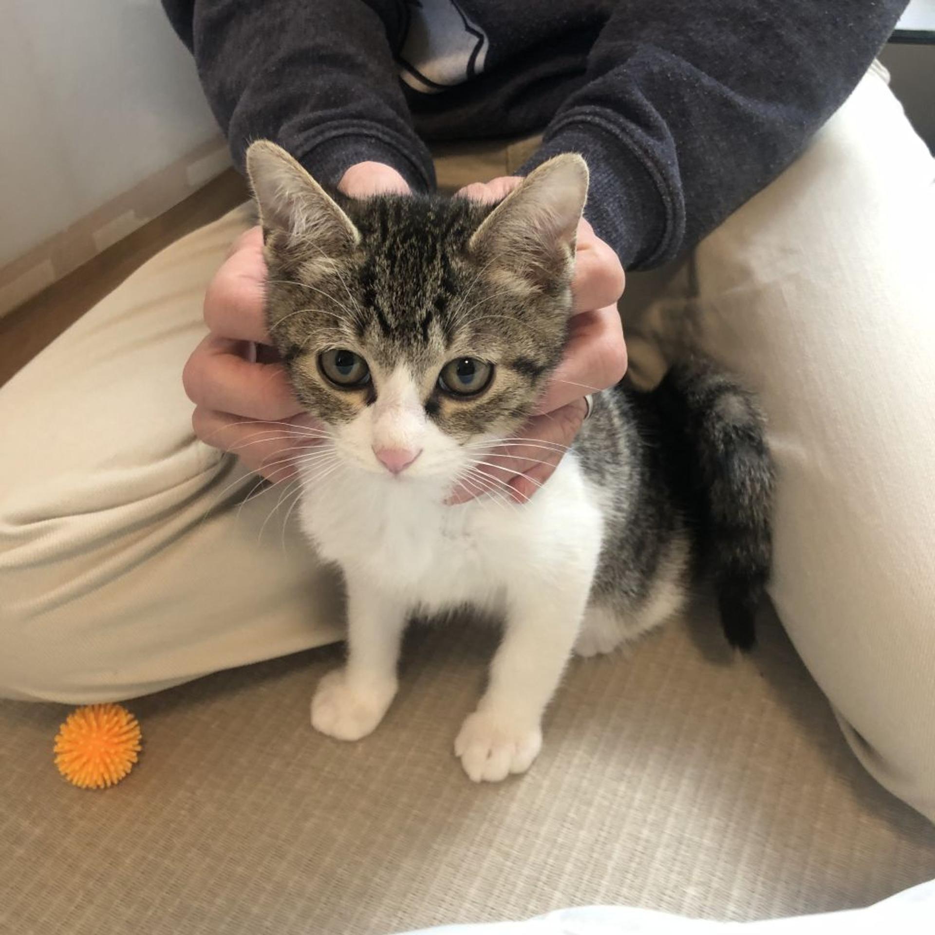 pet-image-4
