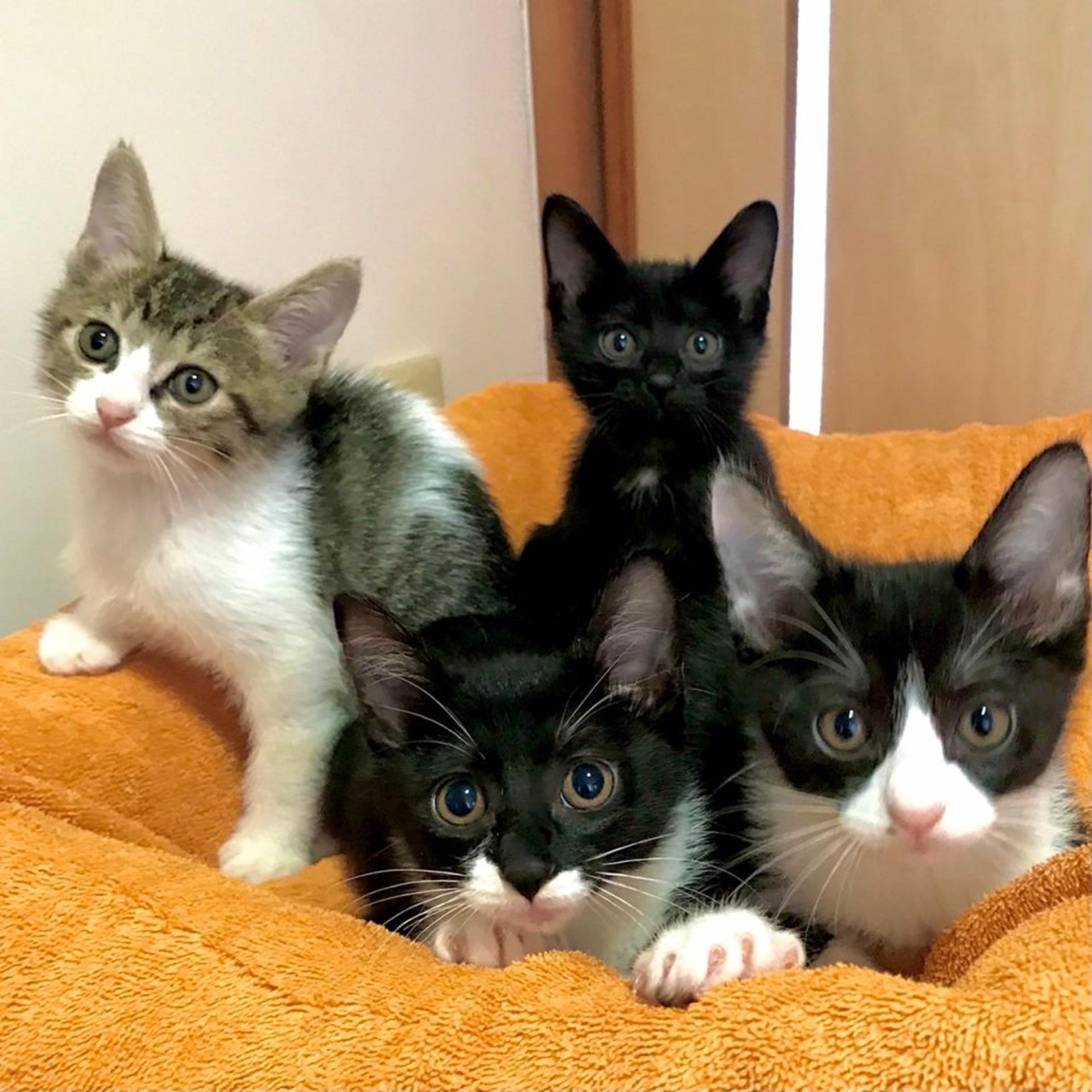 pet-image-6