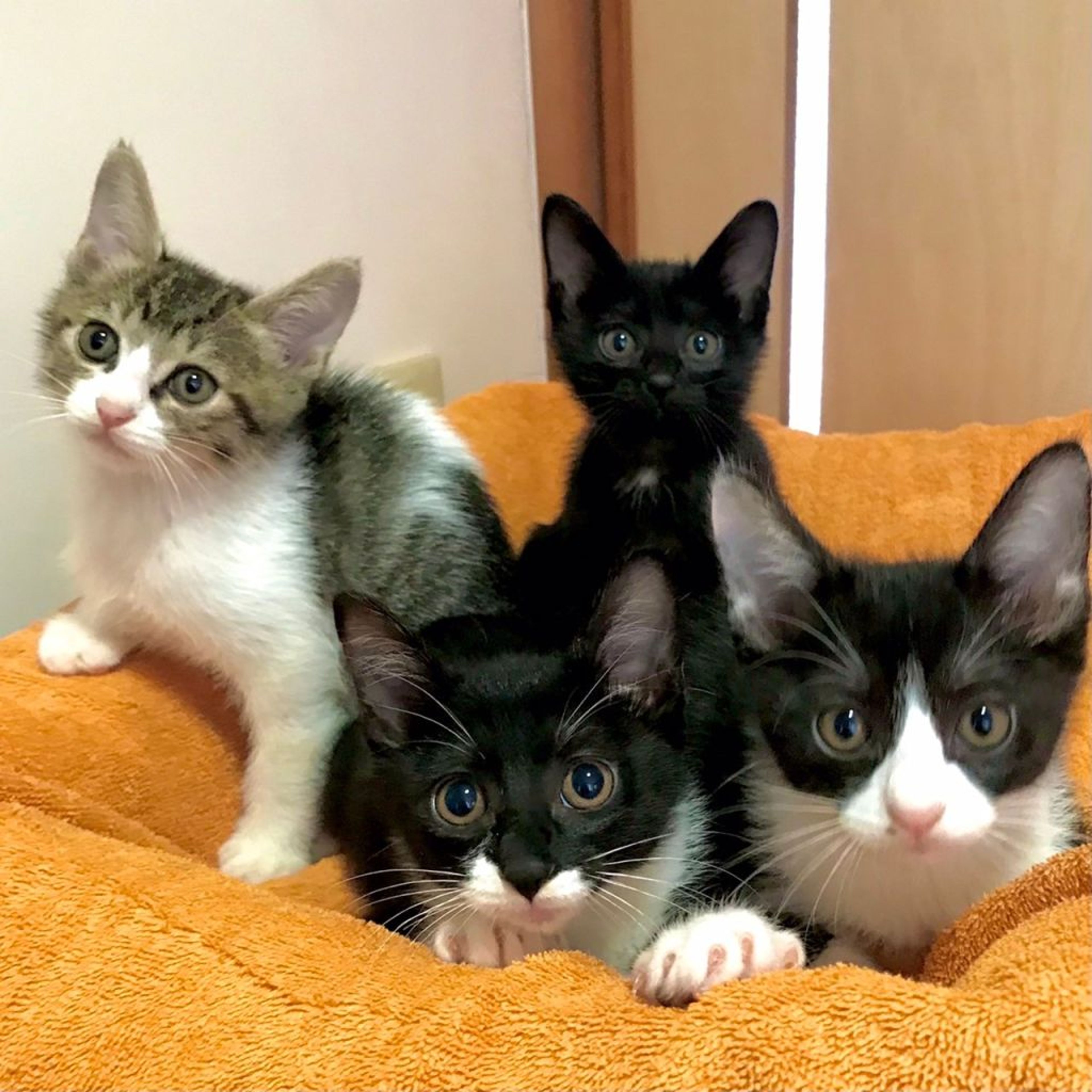 pet-image-6