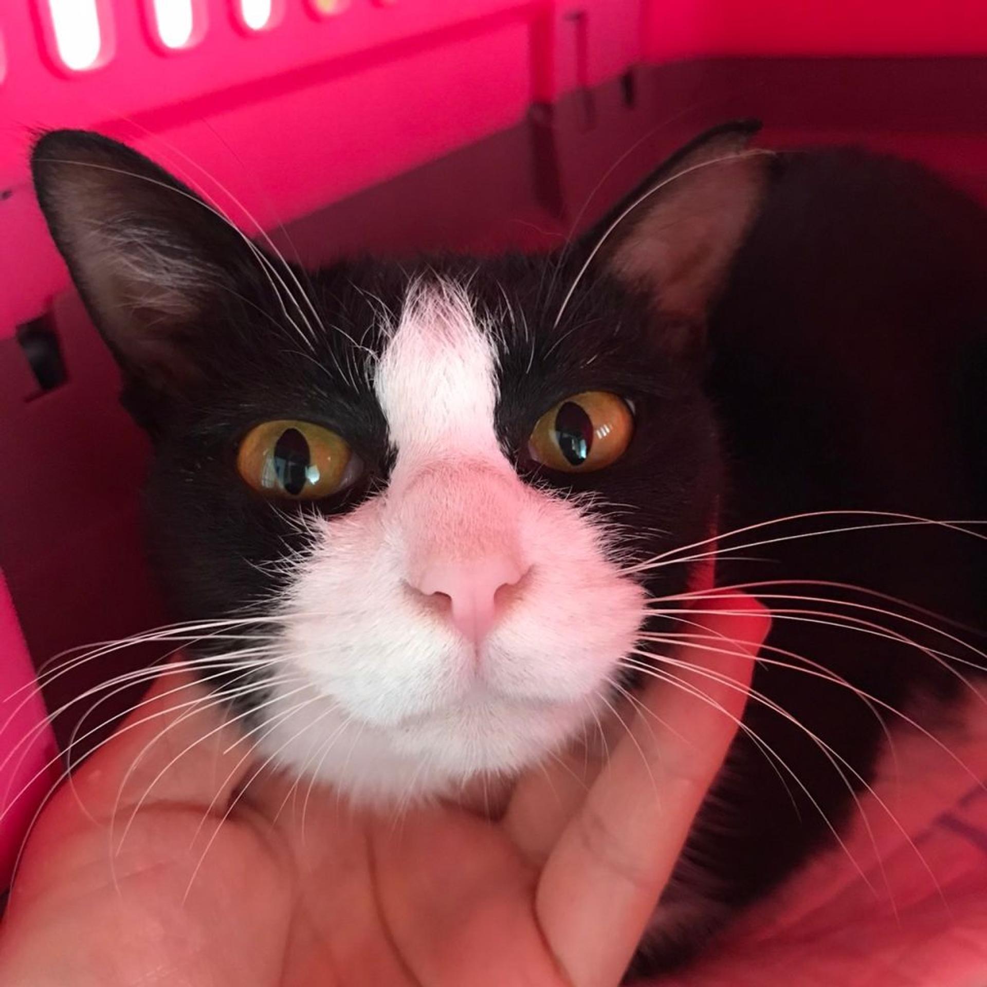 pet-image-9