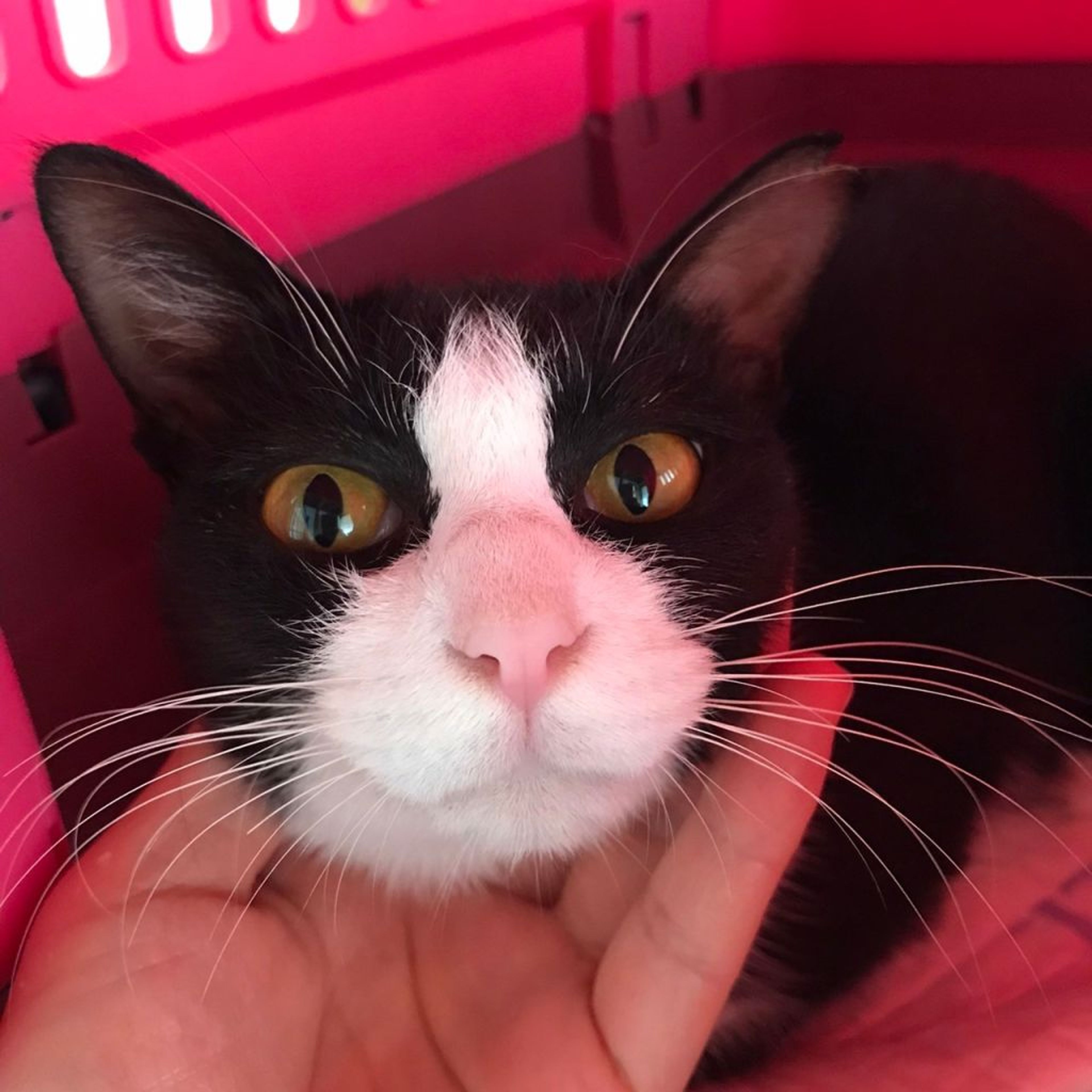 pet-image-9