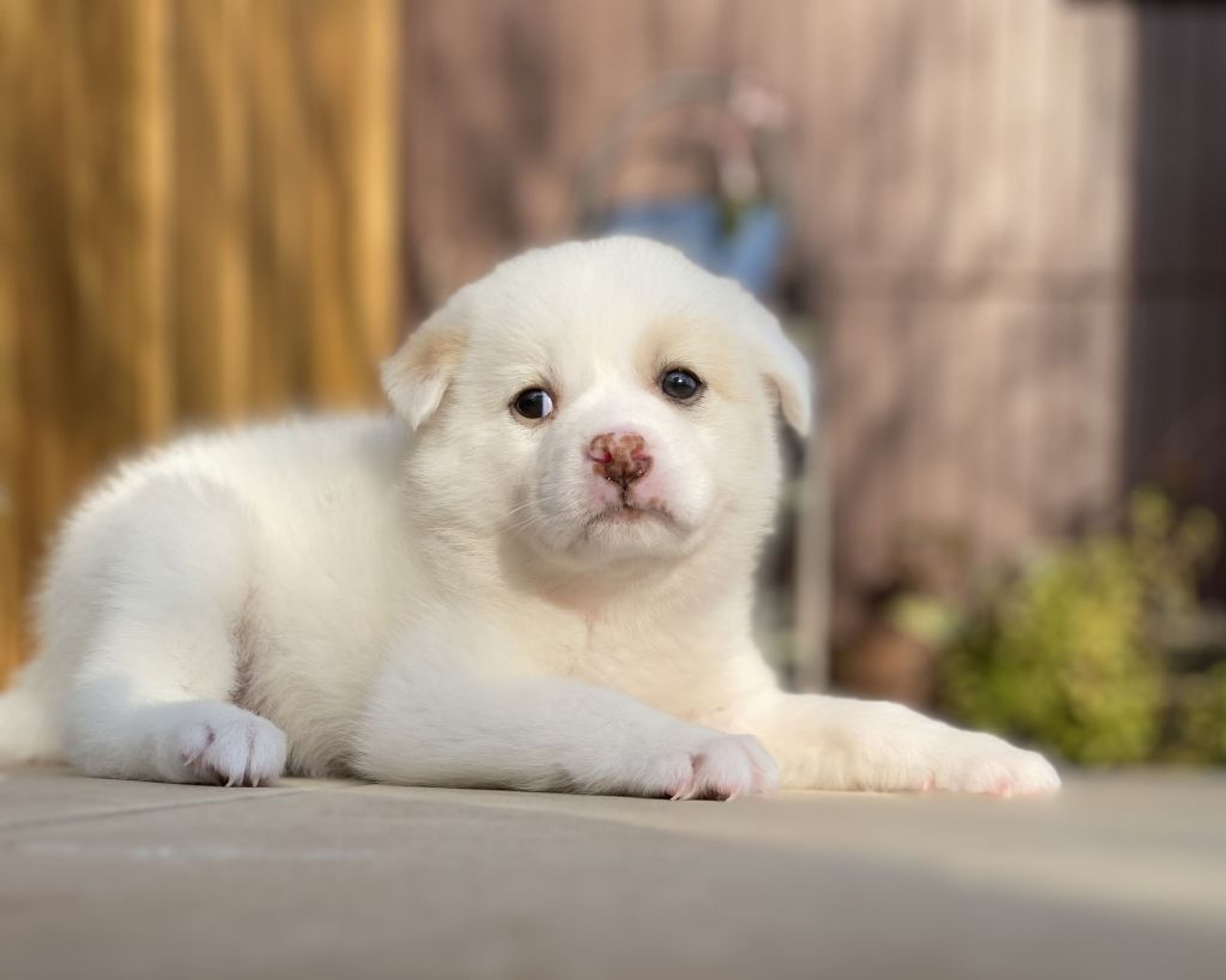 pet-image-2