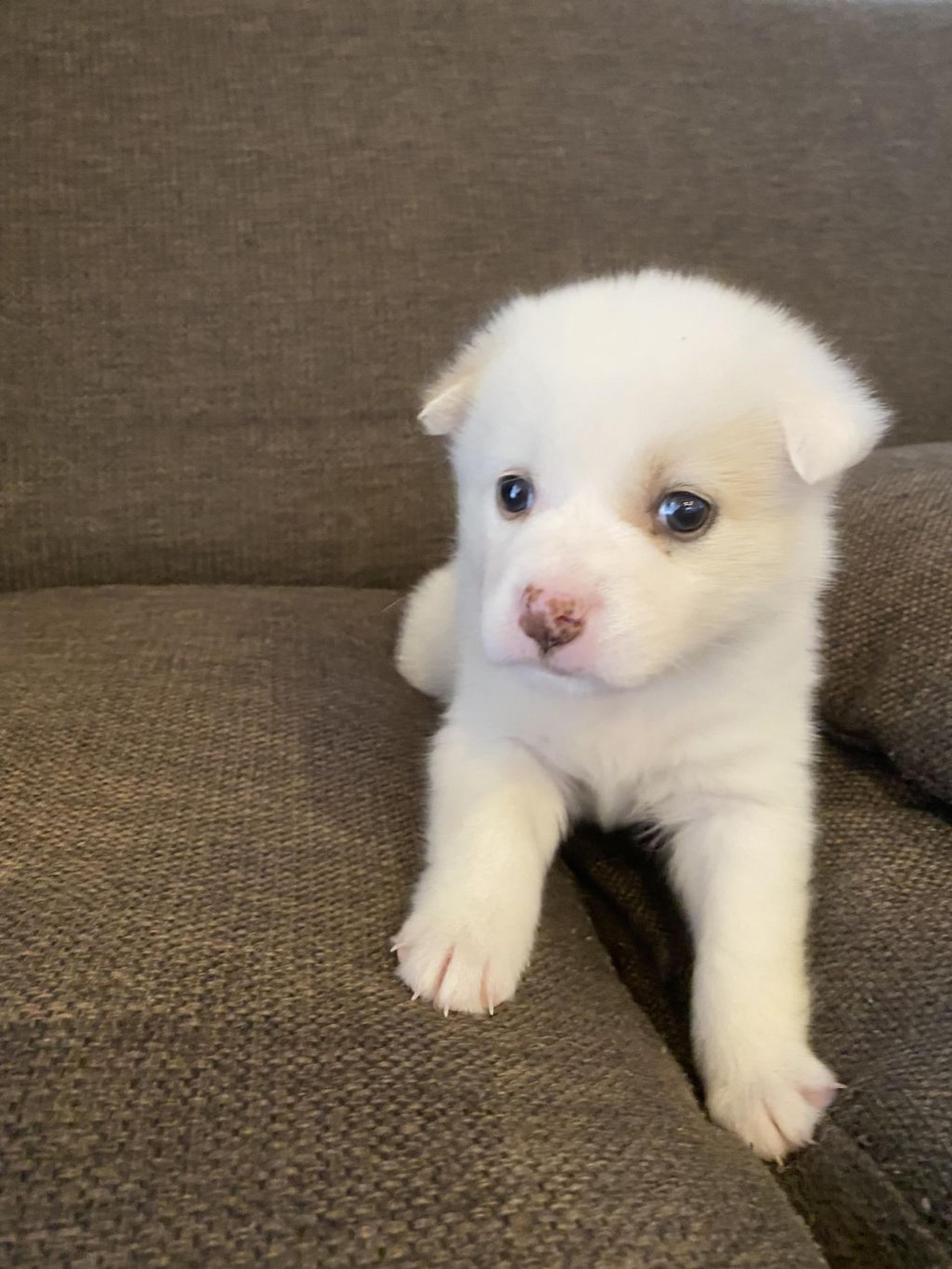 pet-image-3
