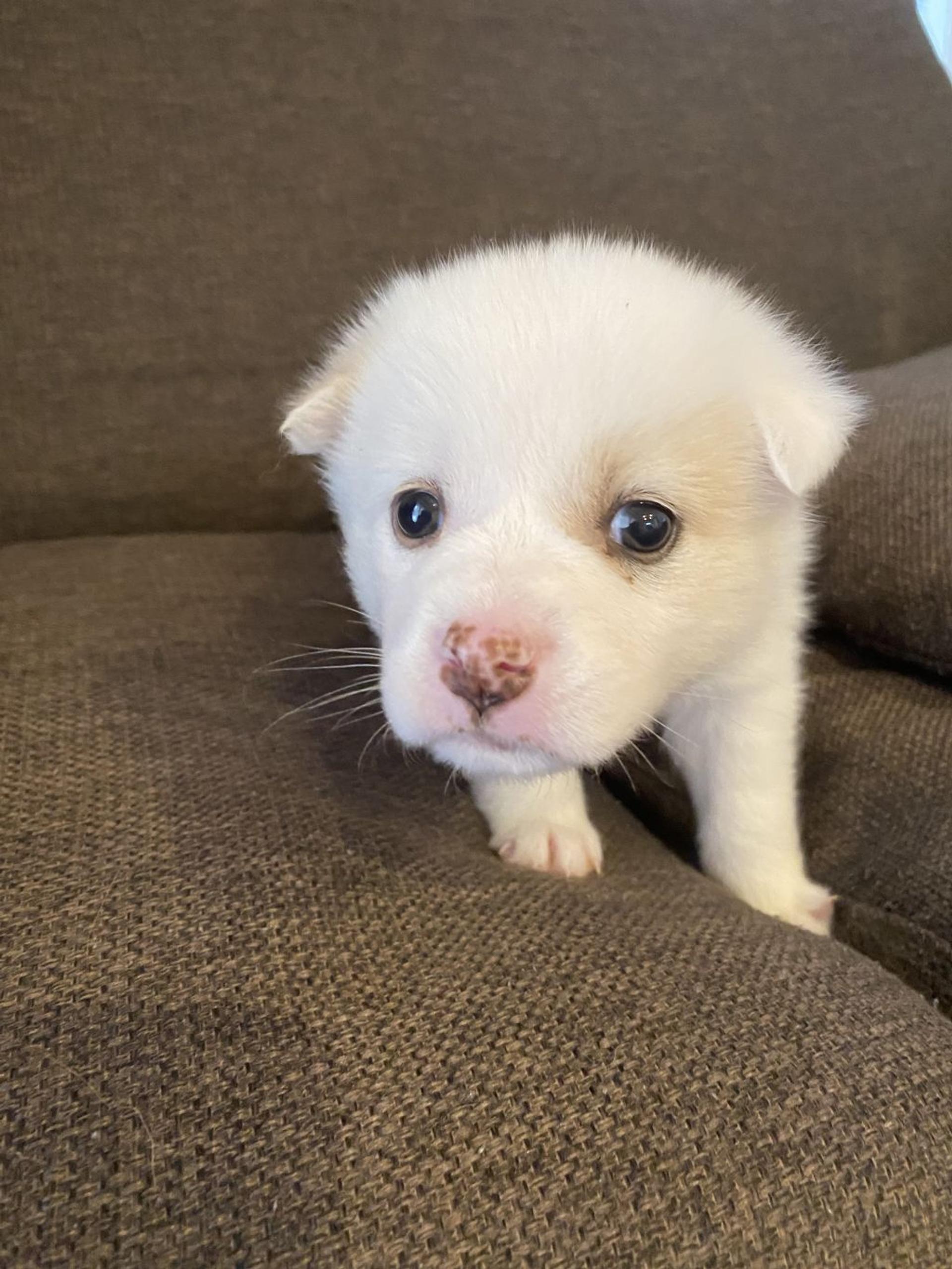 pet-image-4