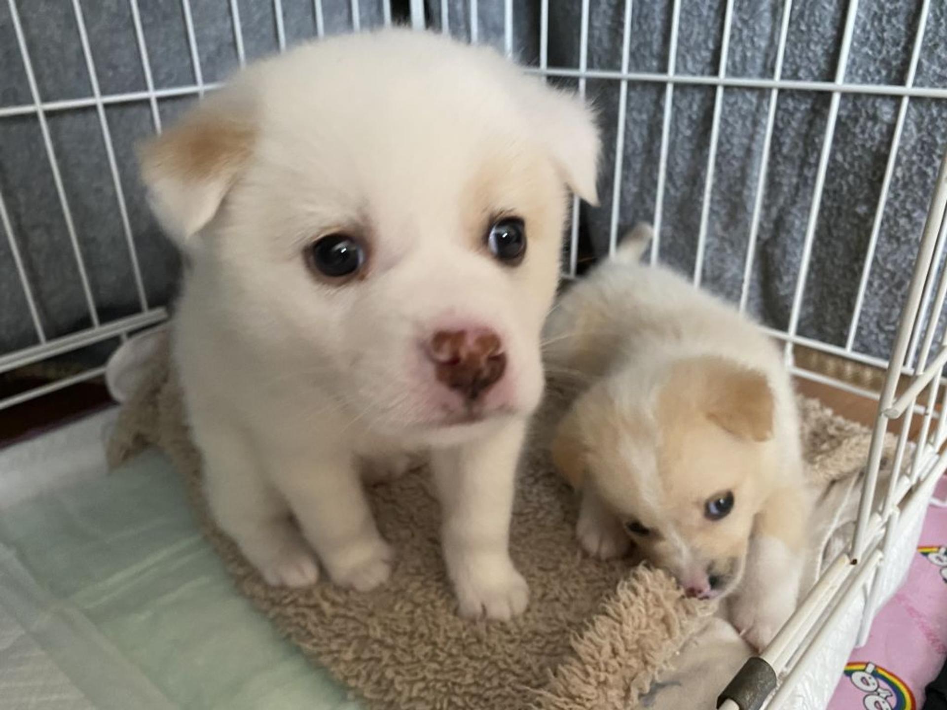 pet-image-5