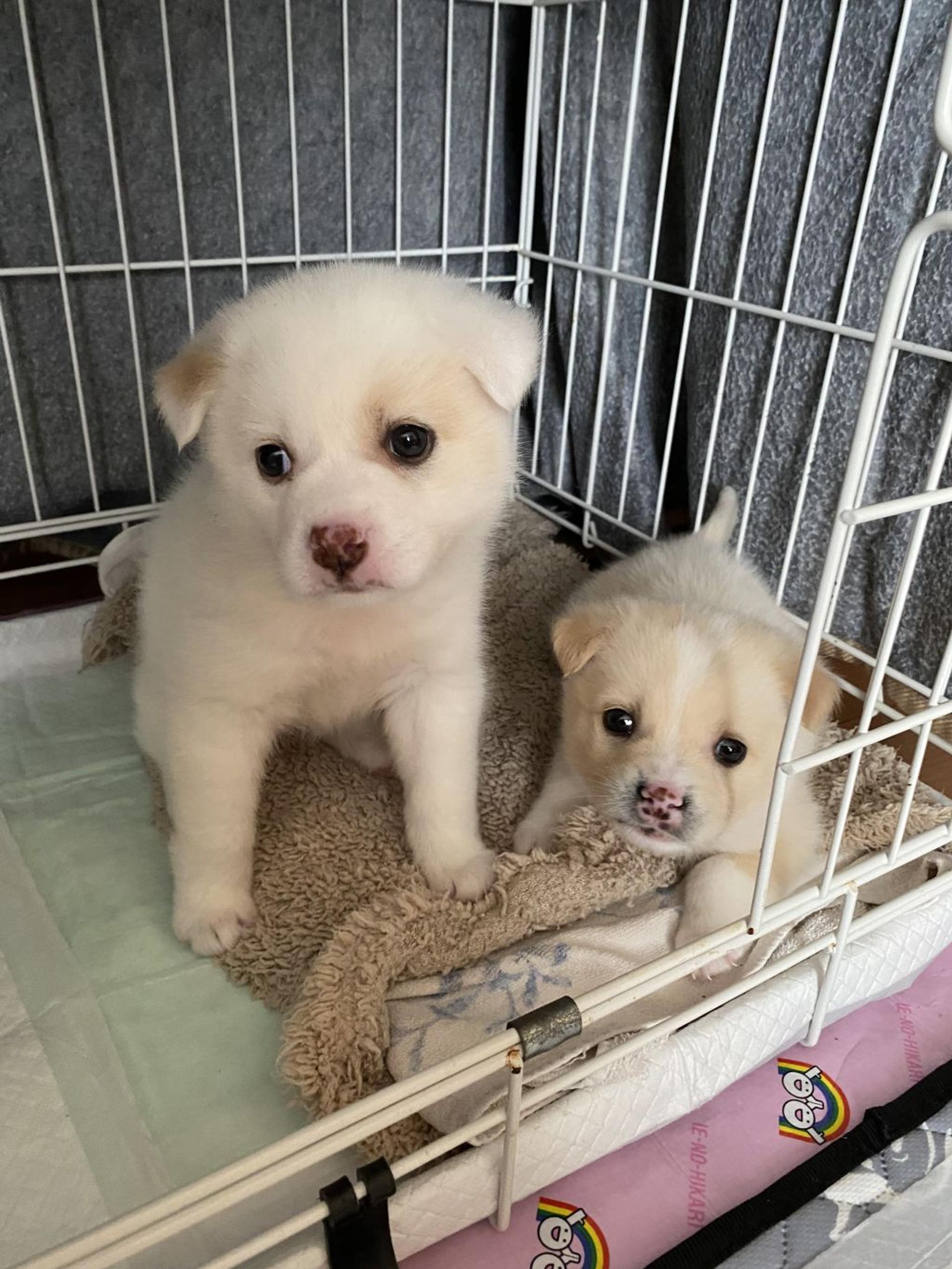 pet-image-6