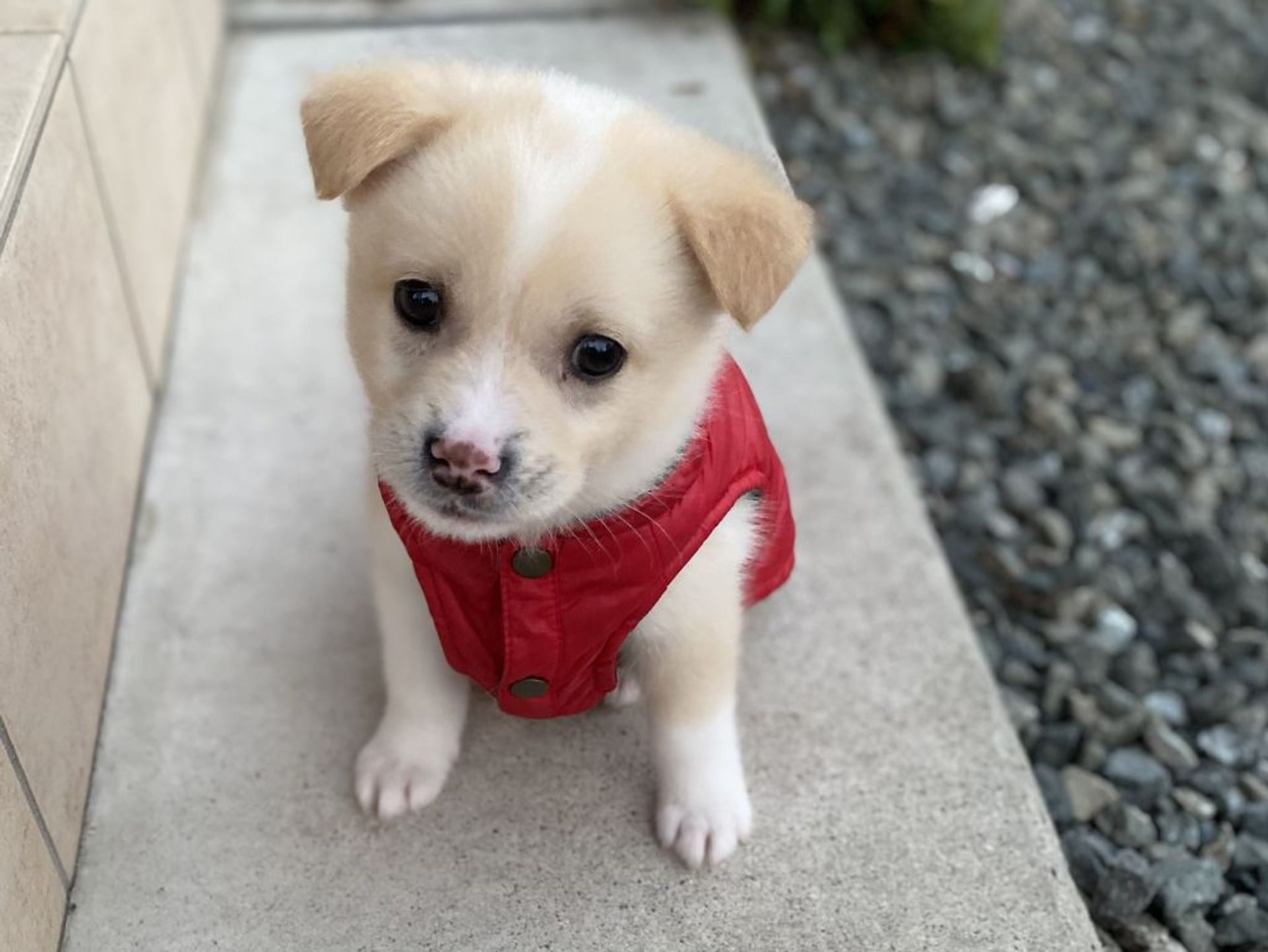 雑種（ミックス犬）・オスの里親募集の写真