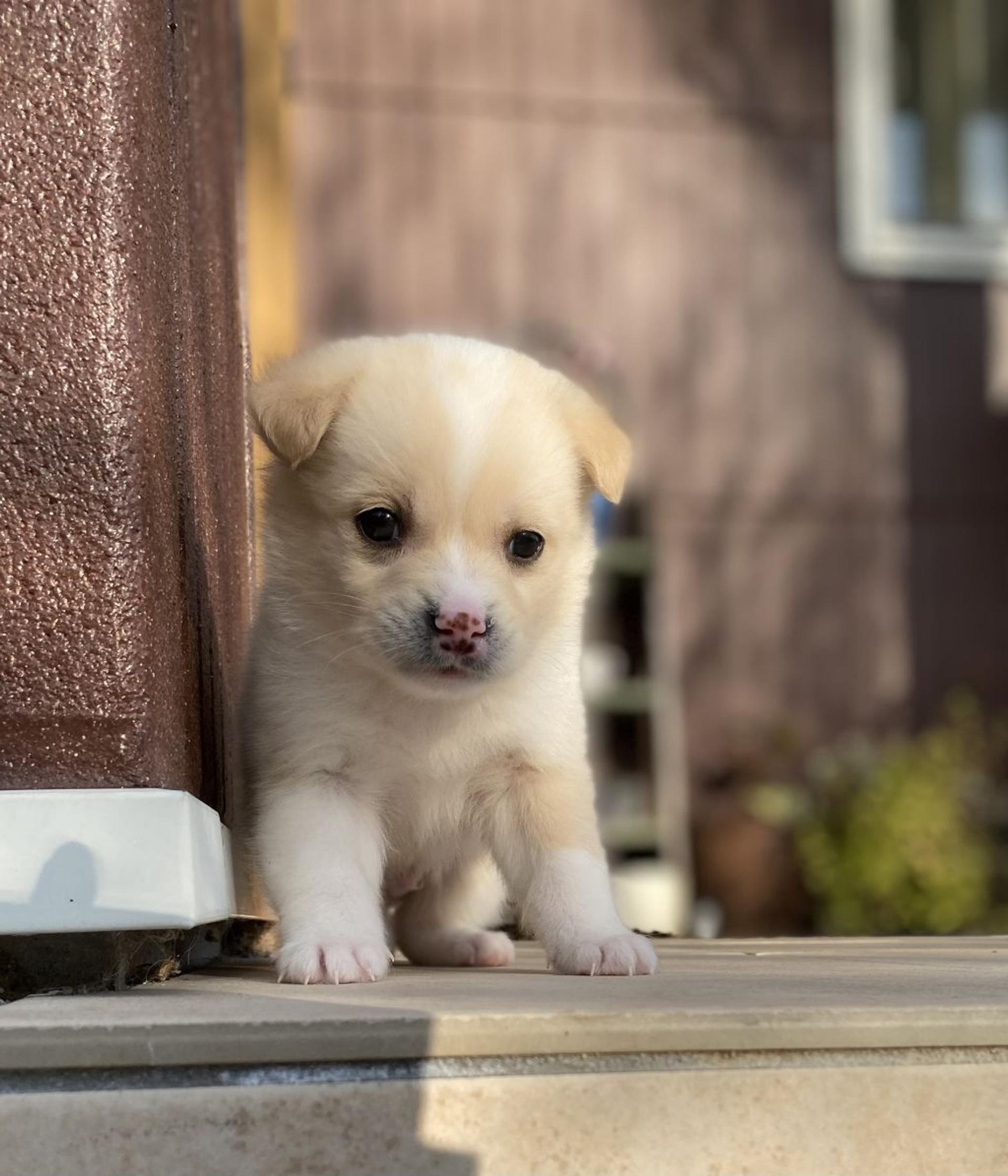 pet-image-5