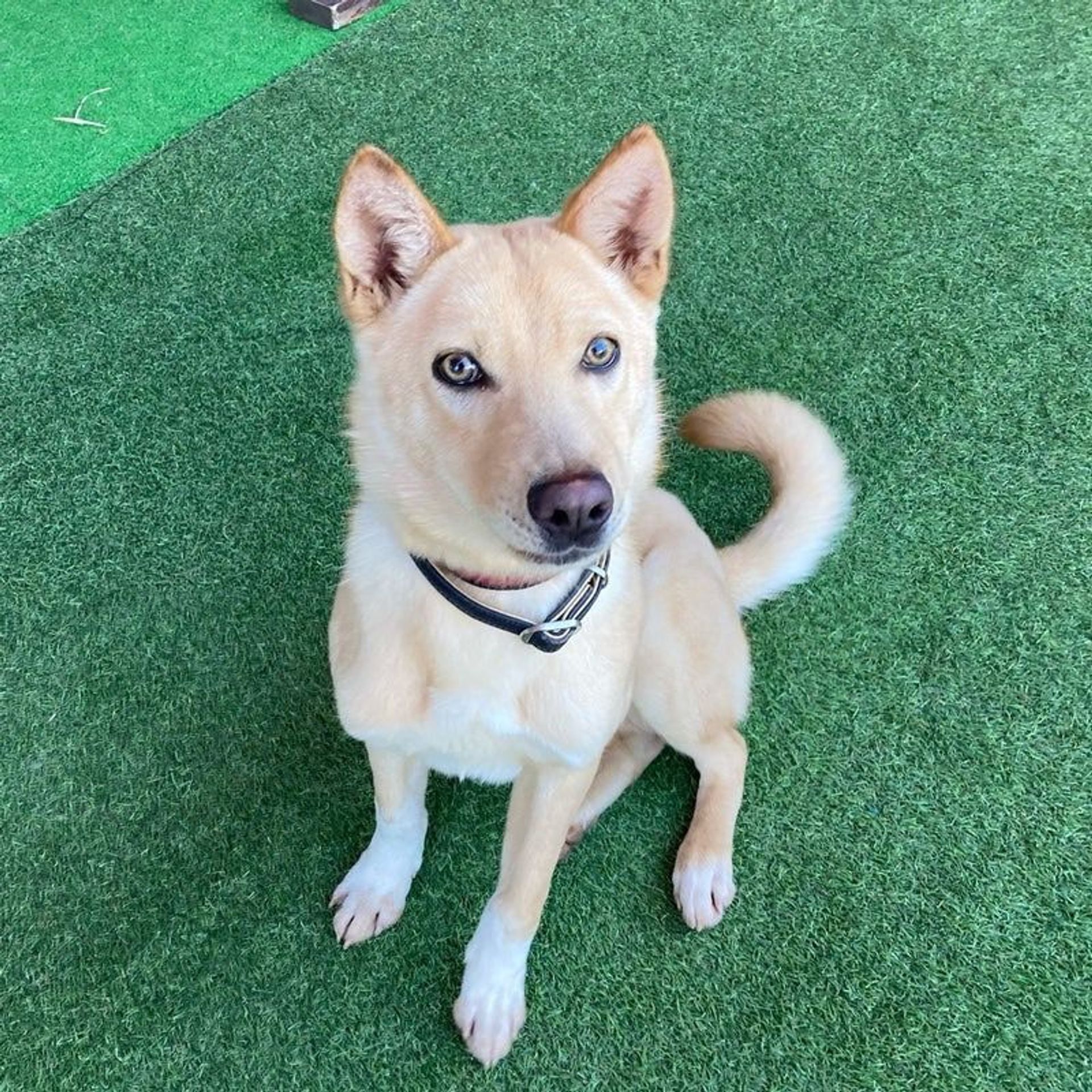 雑種（ミックス犬）・オスの里親募集の写真
