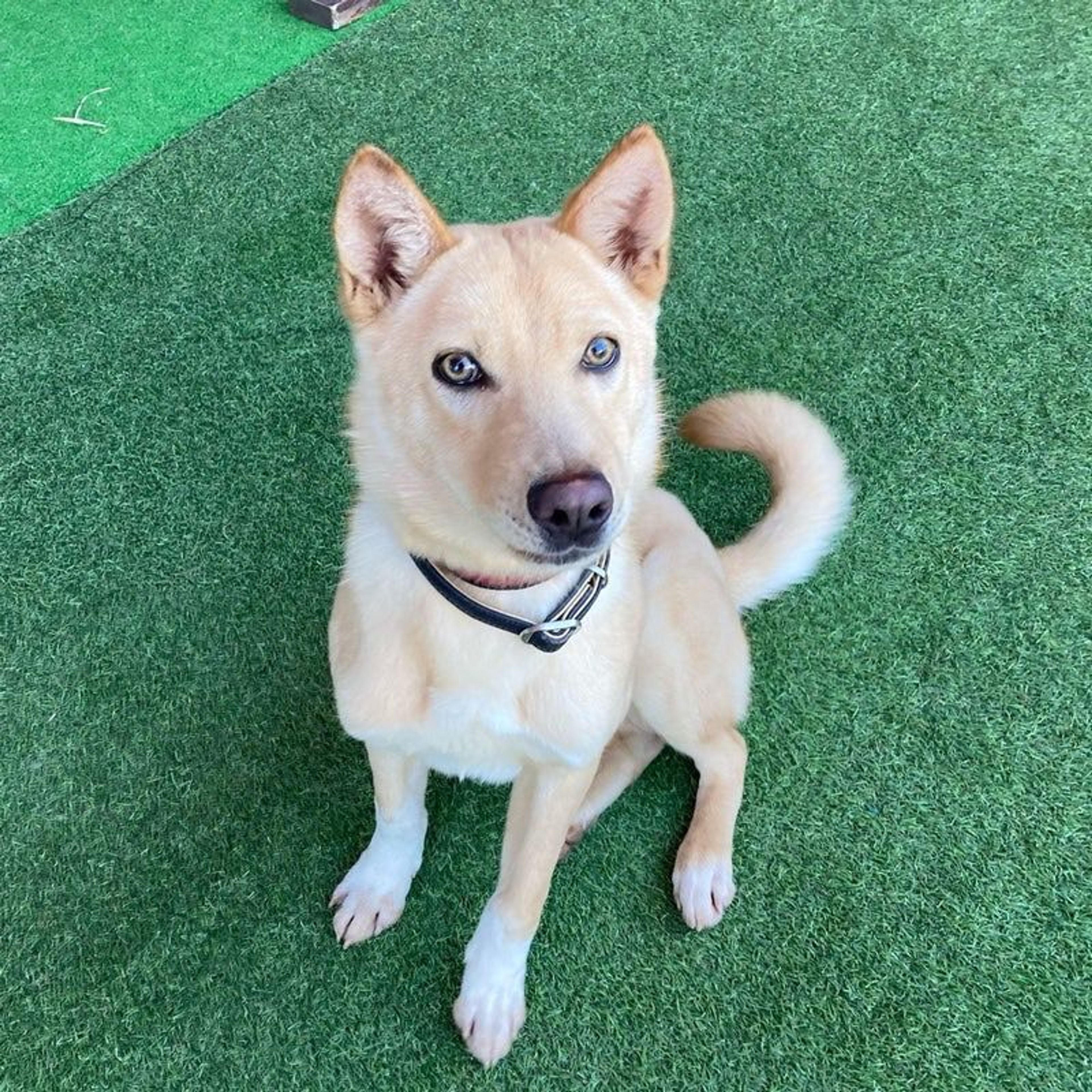 雑種（ミックス犬）・オスの里親募集の写真
