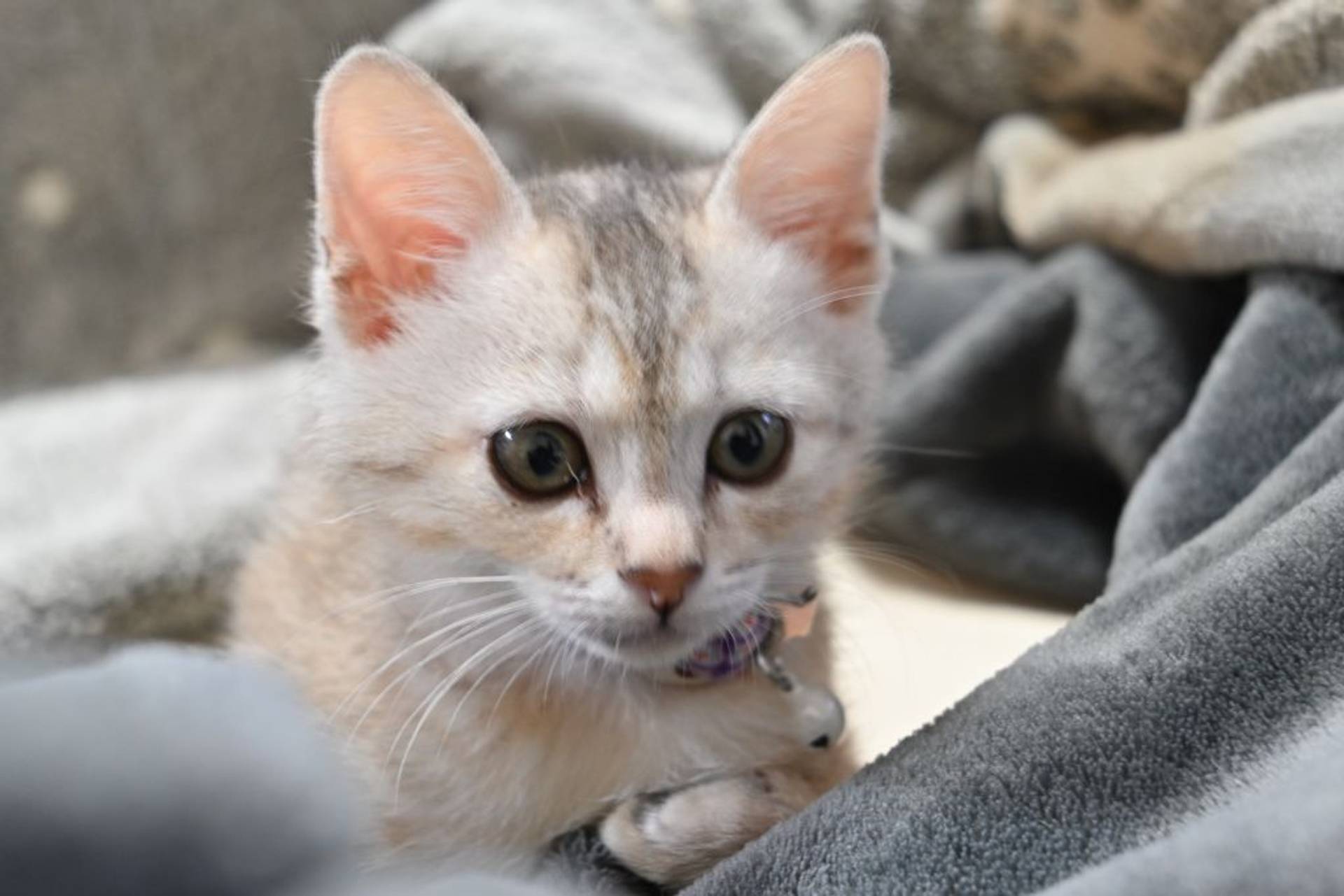 雑種（ミックス猫）・メスの里親募集の写真