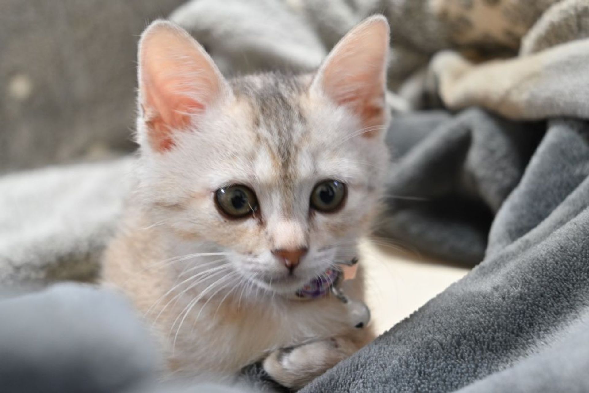 雑種（ミックス猫）・メスの里親募集の写真