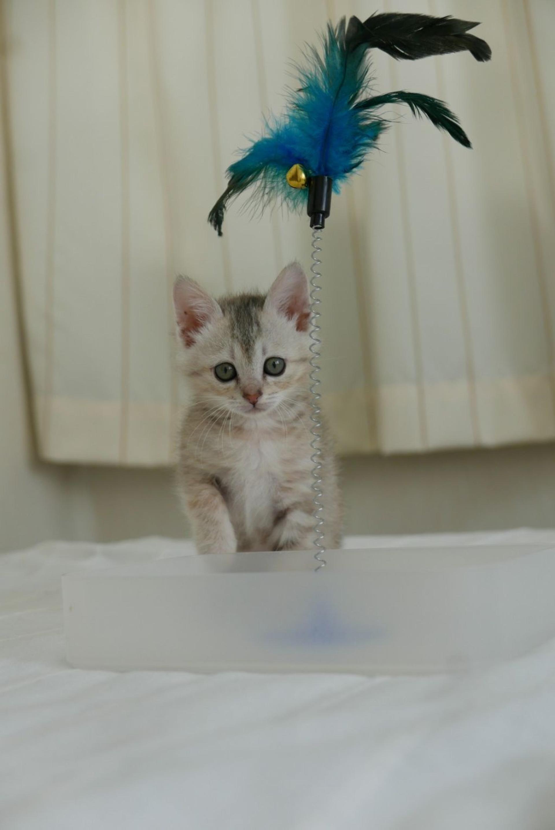 pet-image-3