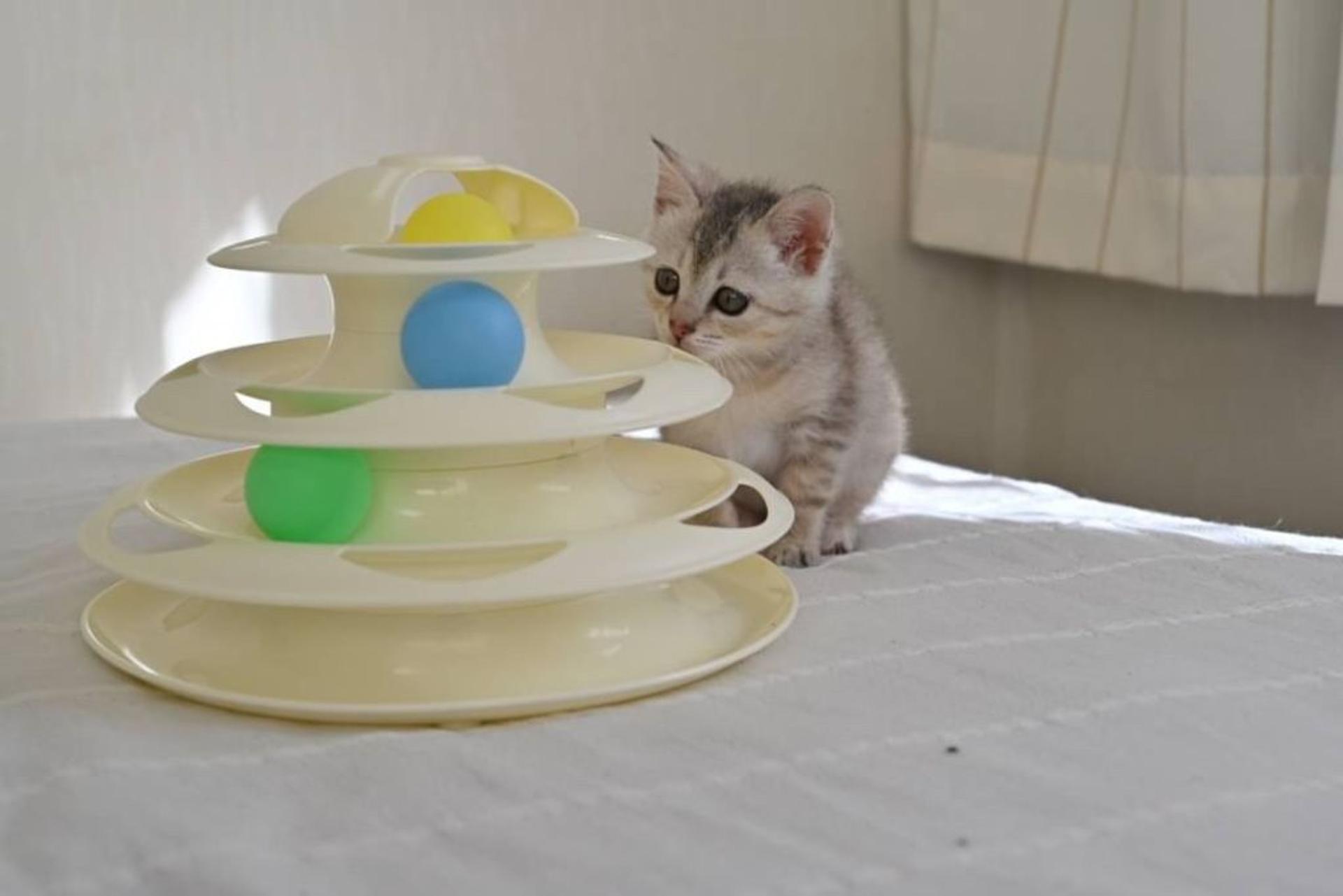 pet-image-7