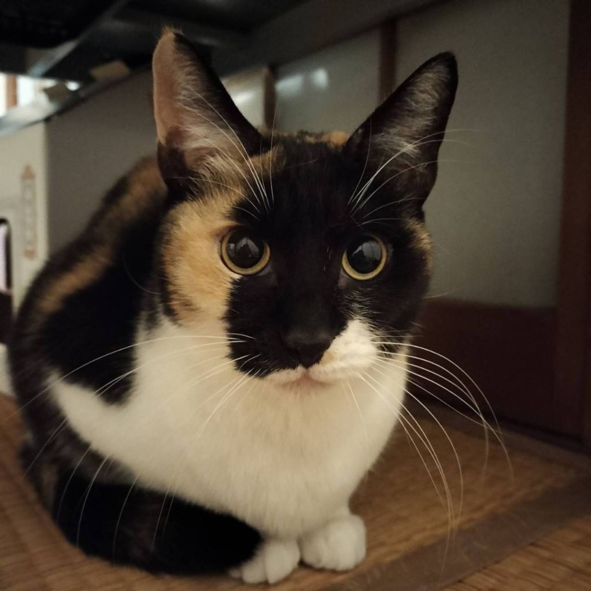 雑種（ミックス猫）・メスの里親募集の写真