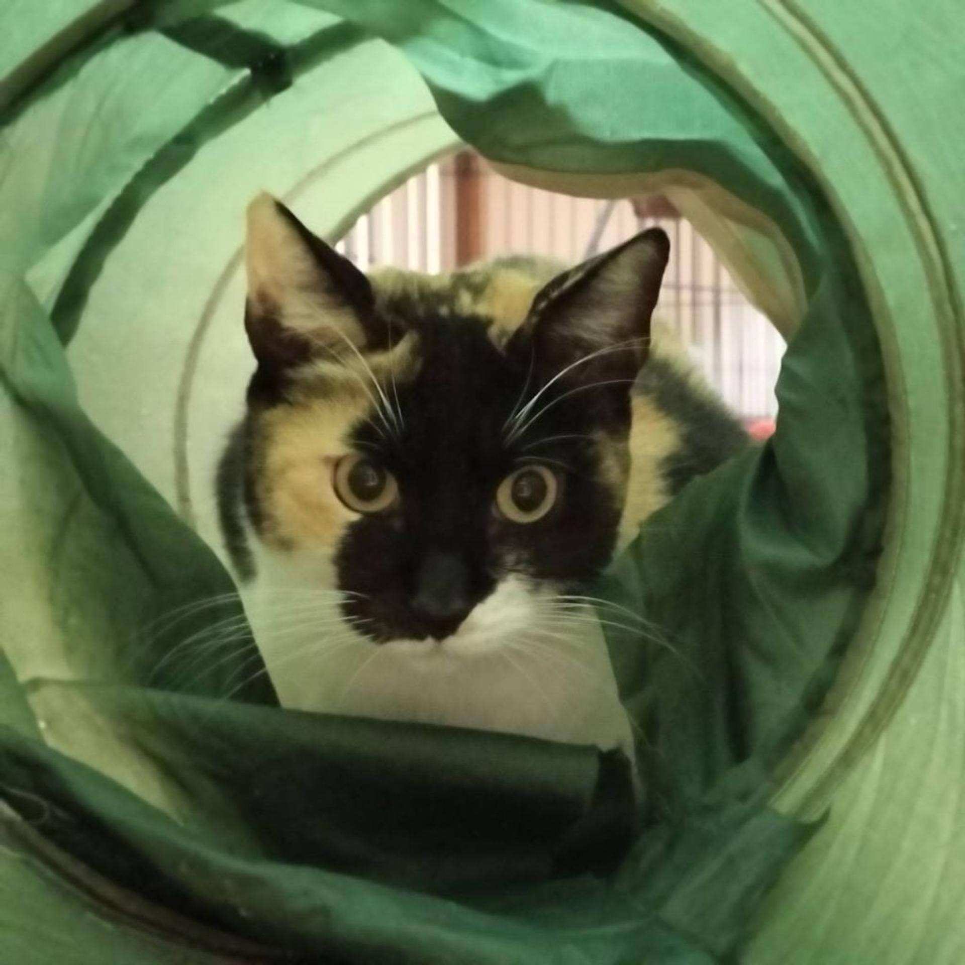 pet-image-5