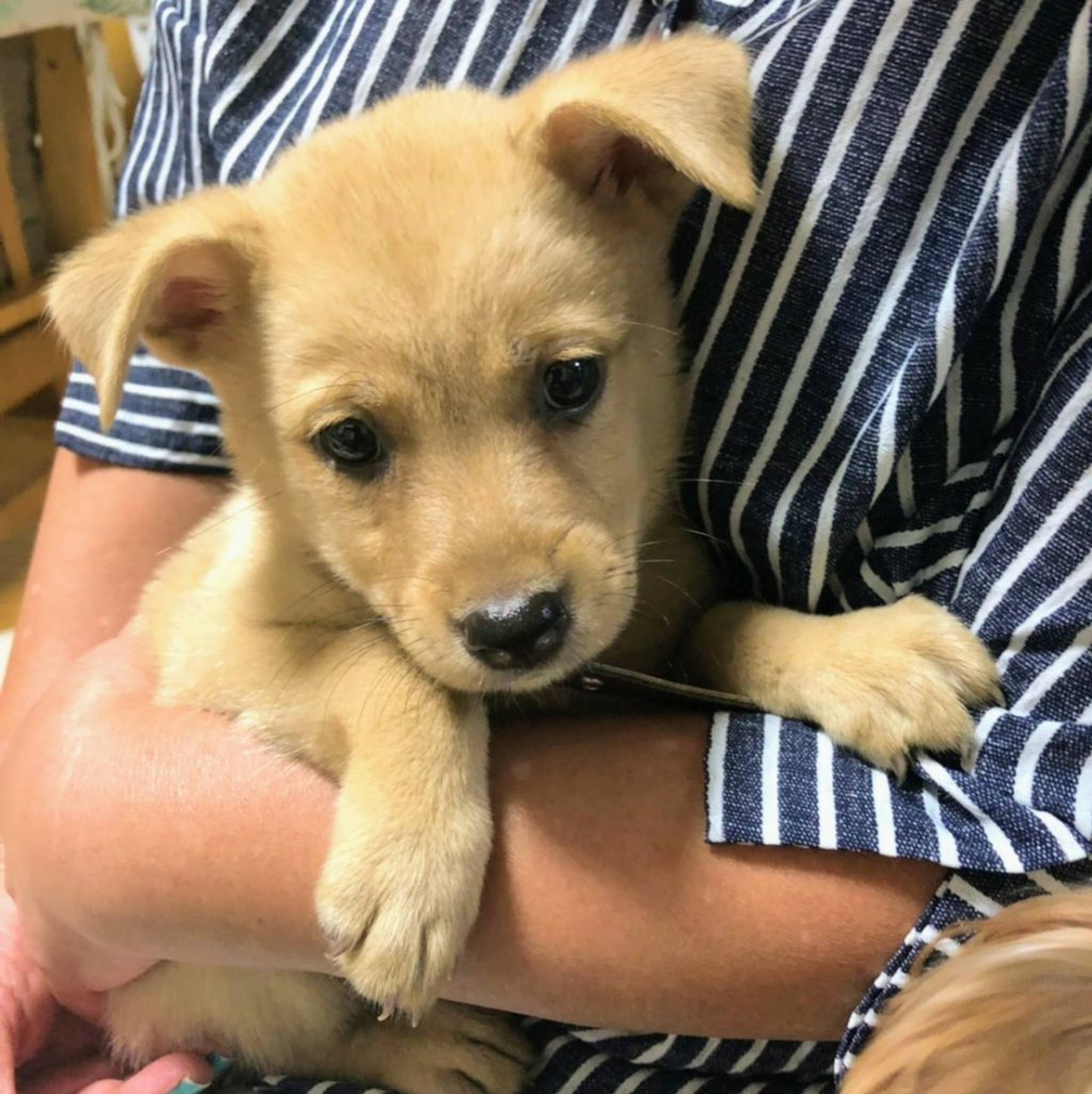 雑種（ミックス犬）・オスの里親募集の写真