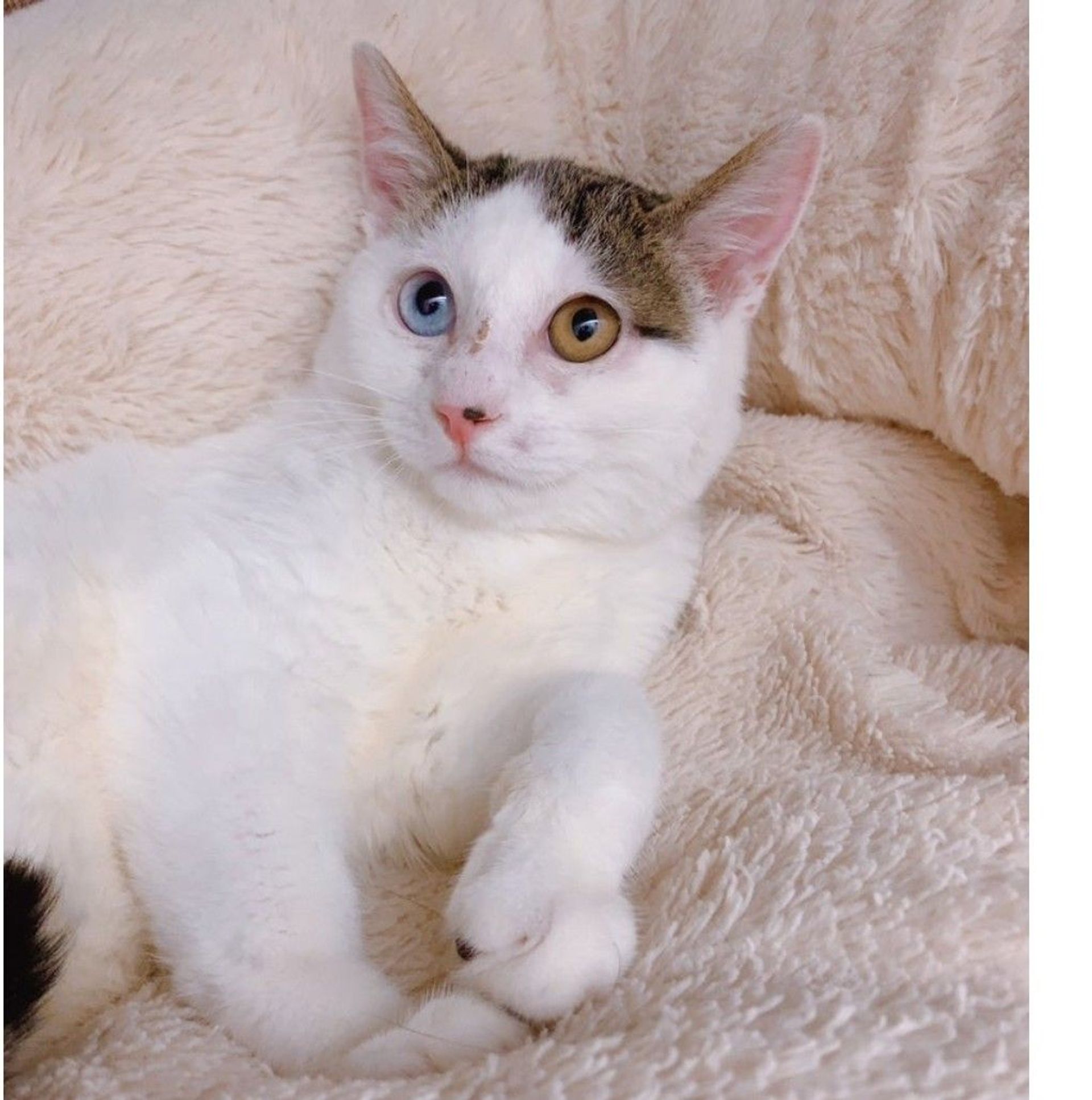 雑種（ミックス猫）・オスの里親募集の写真