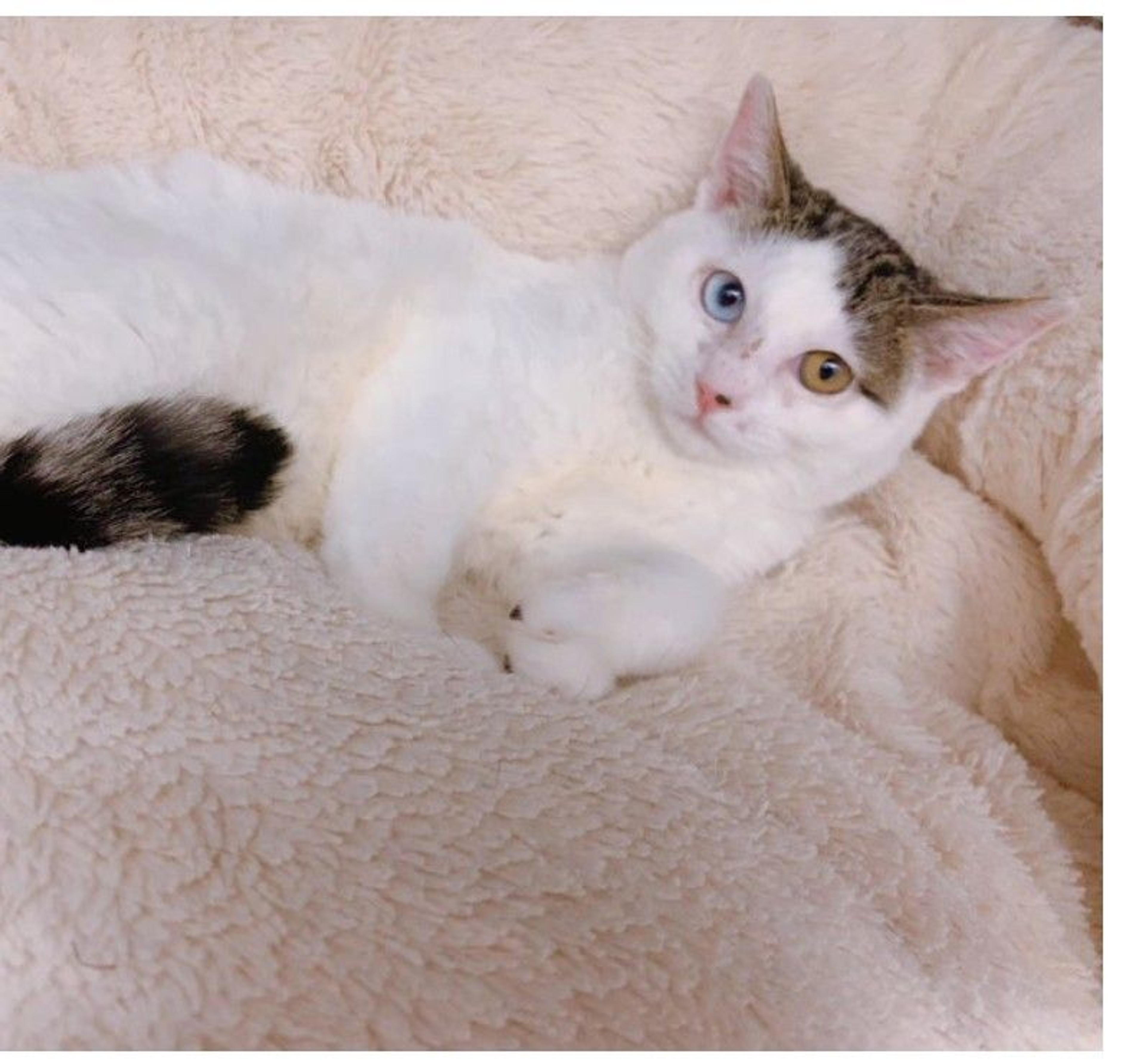 pet-image-2