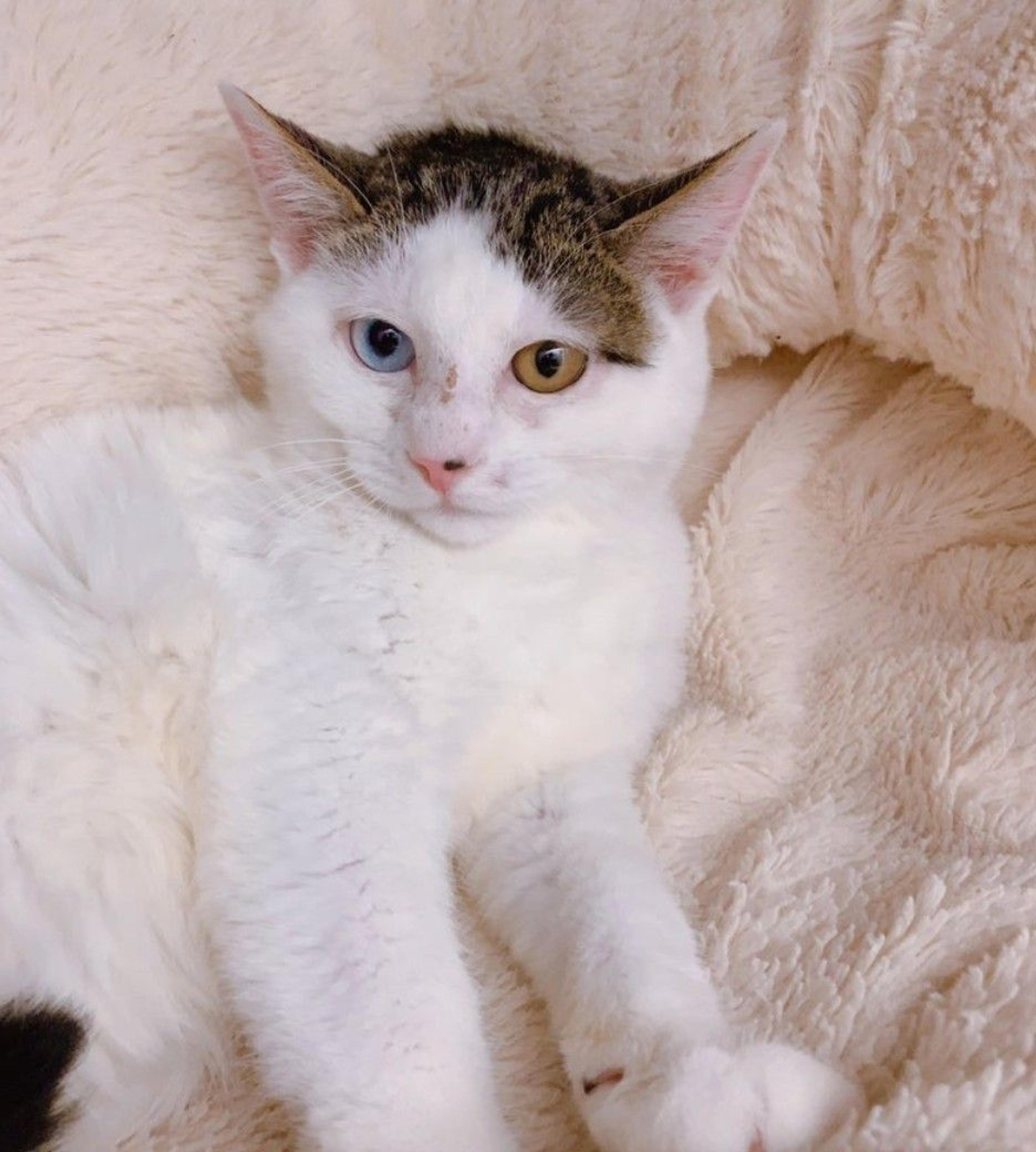 pet-image-3