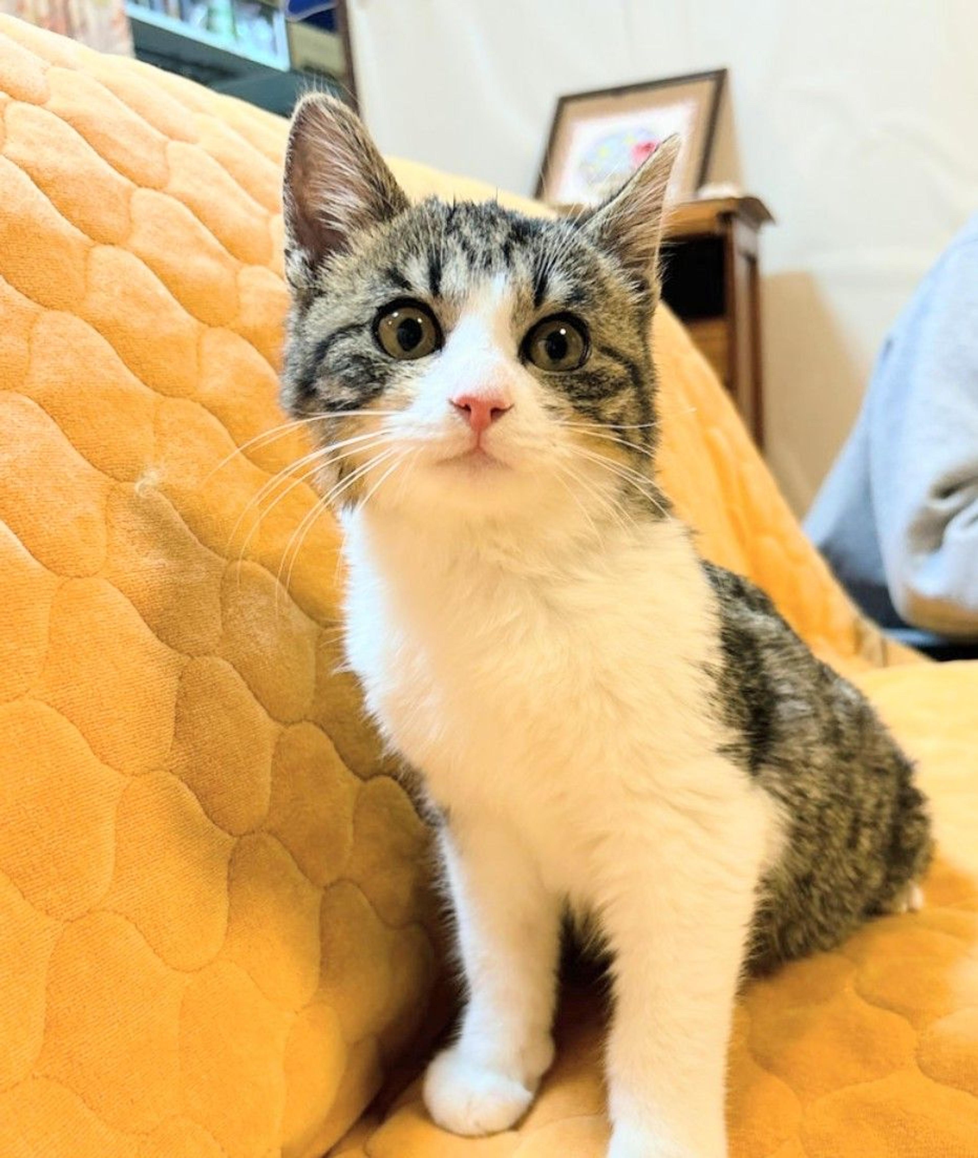 pet-image-2
