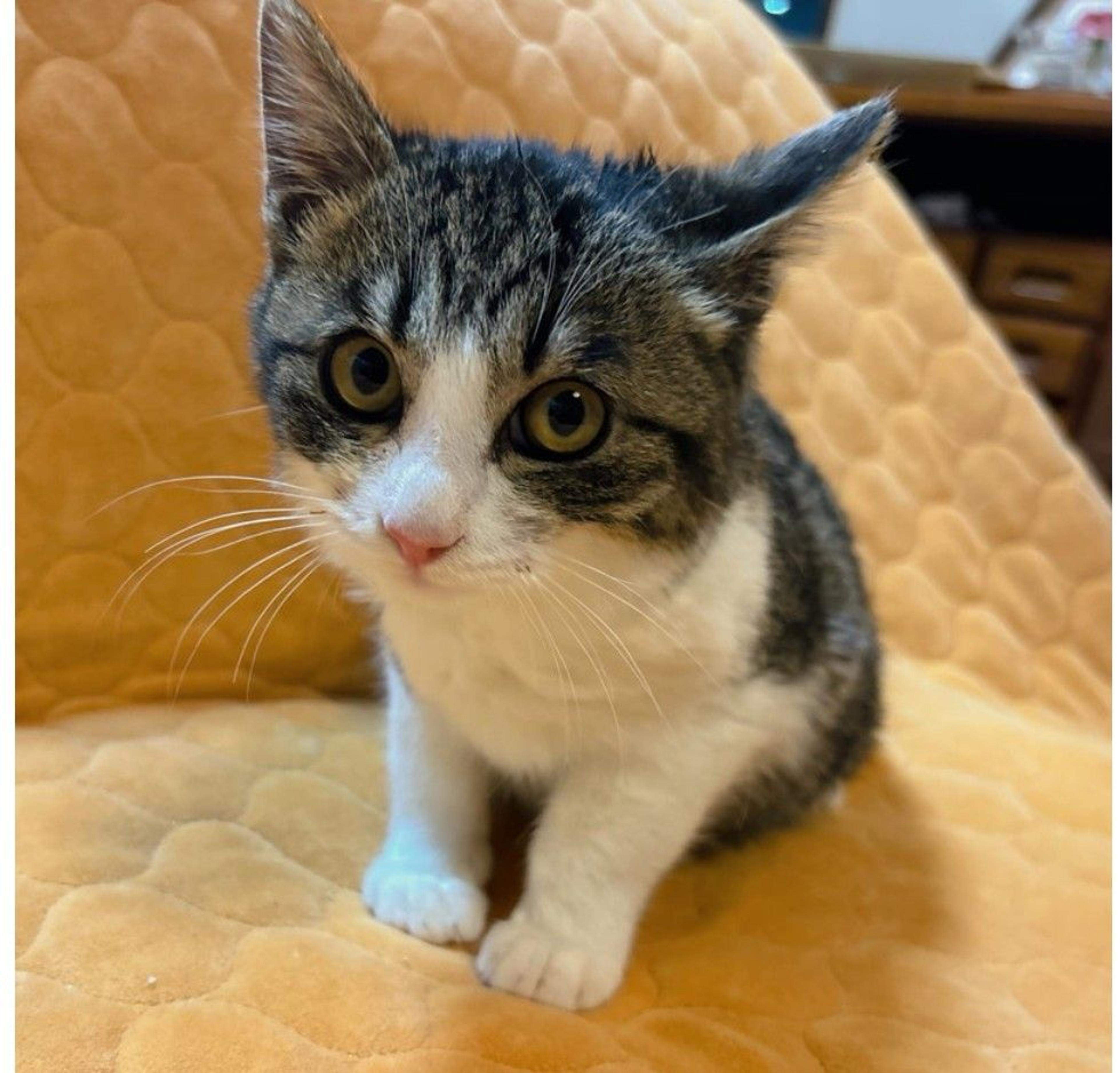 pet-image-3