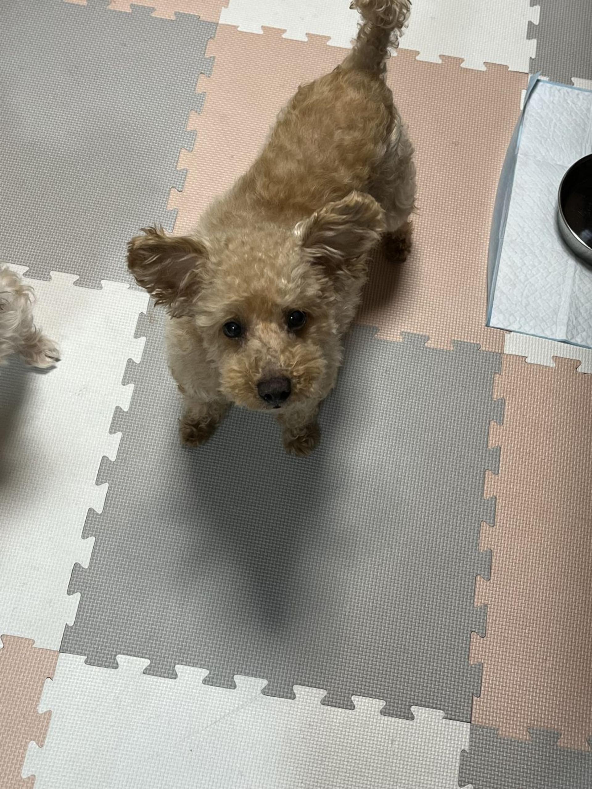 pet-image-2