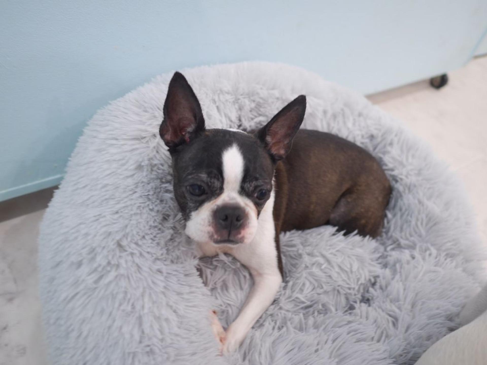 pet-image-2