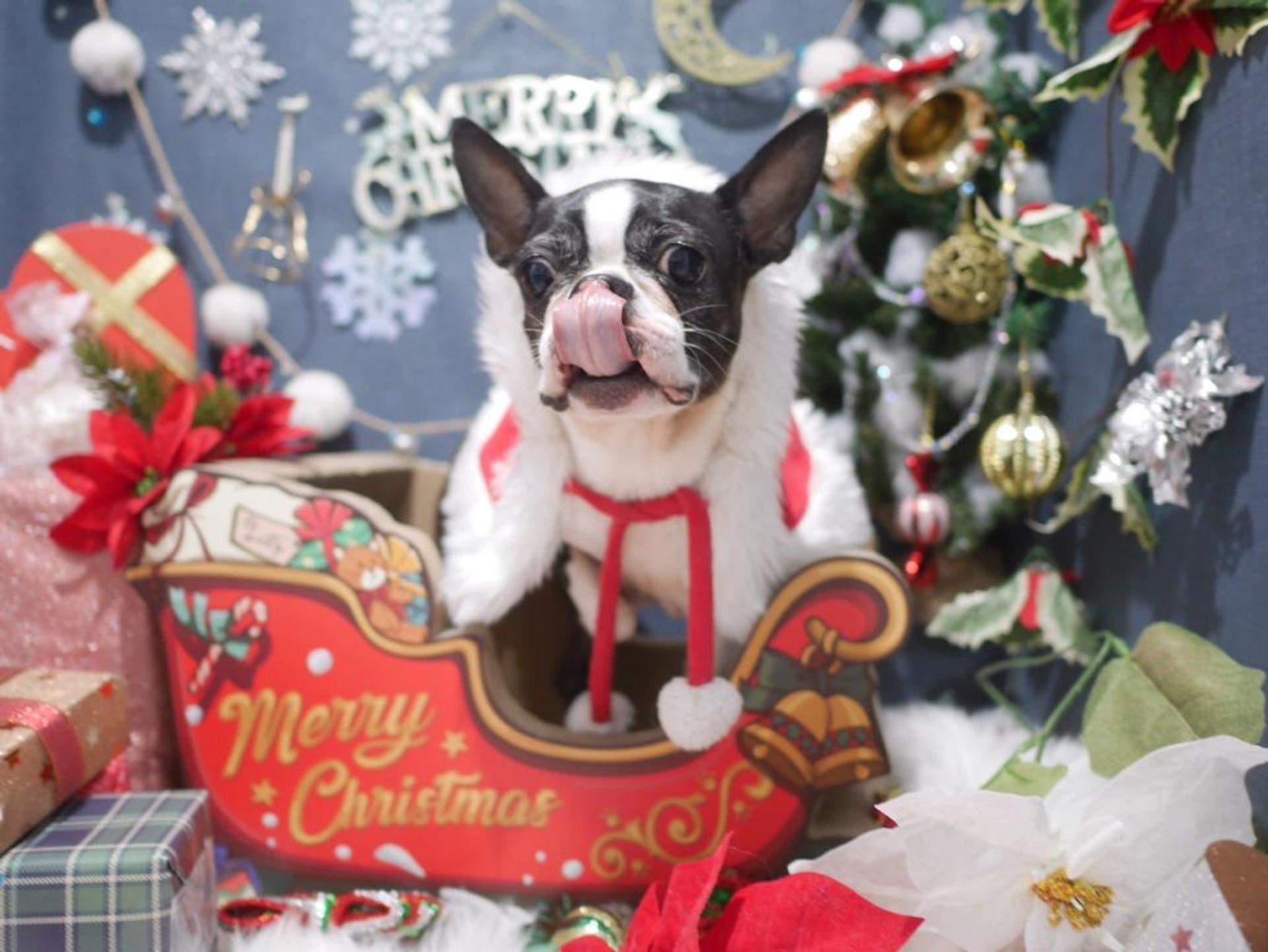 pet-image-4