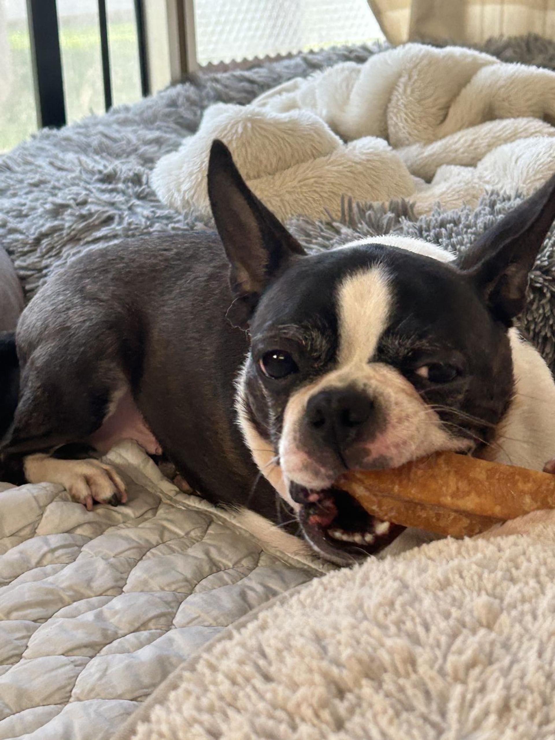 pet-image-9