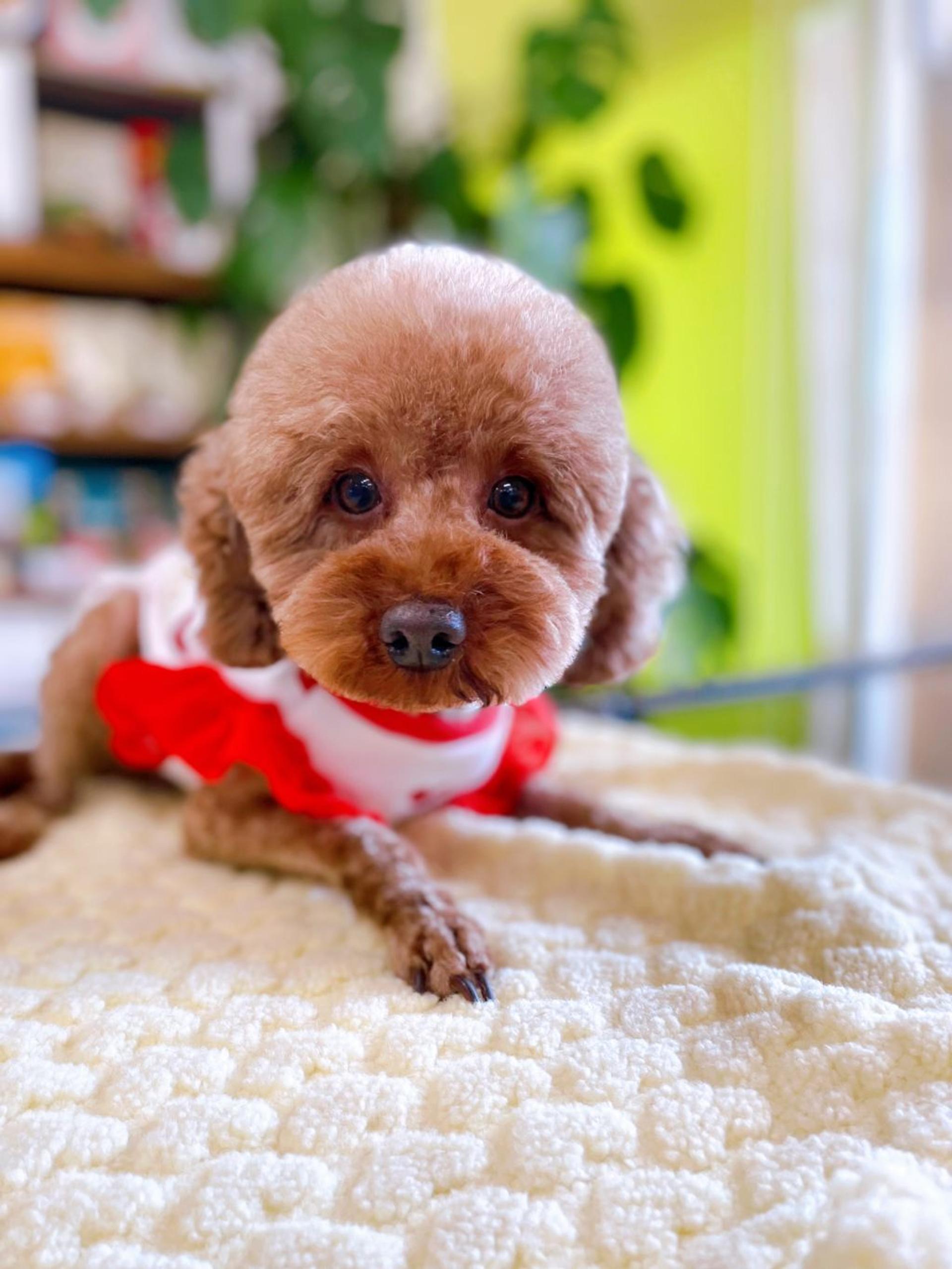 pet-image-2