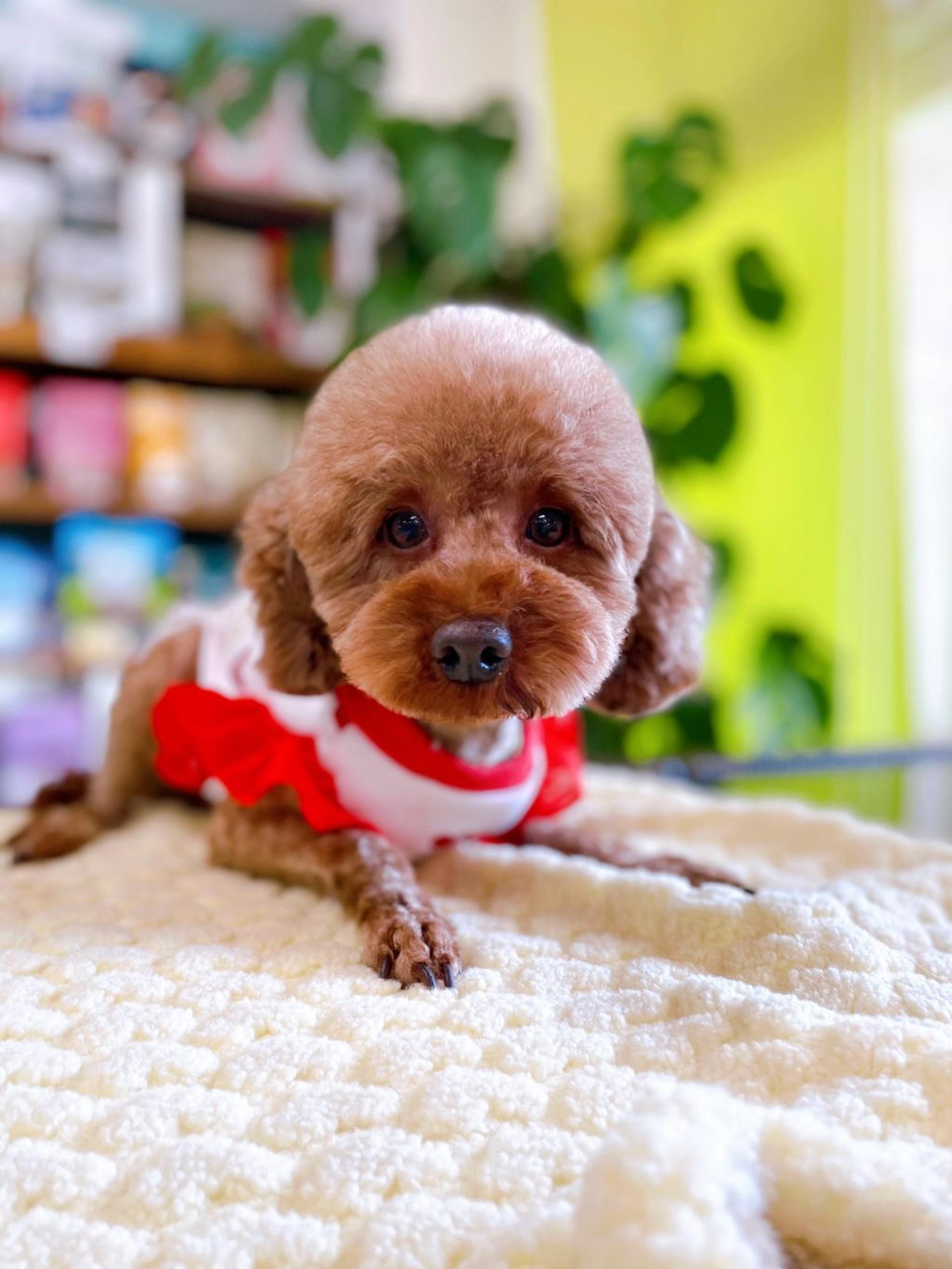 pet-image-3