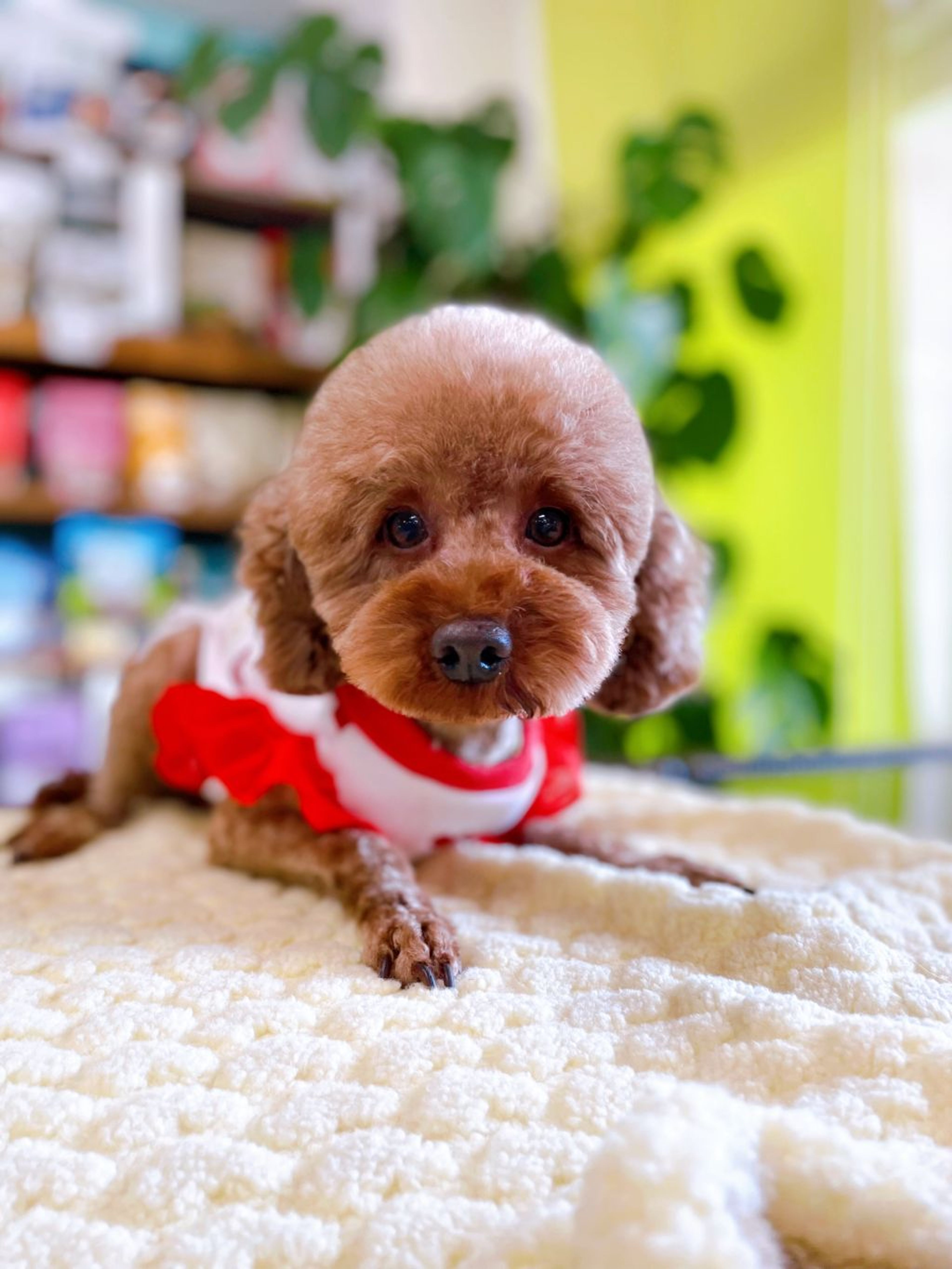 pet-image-3