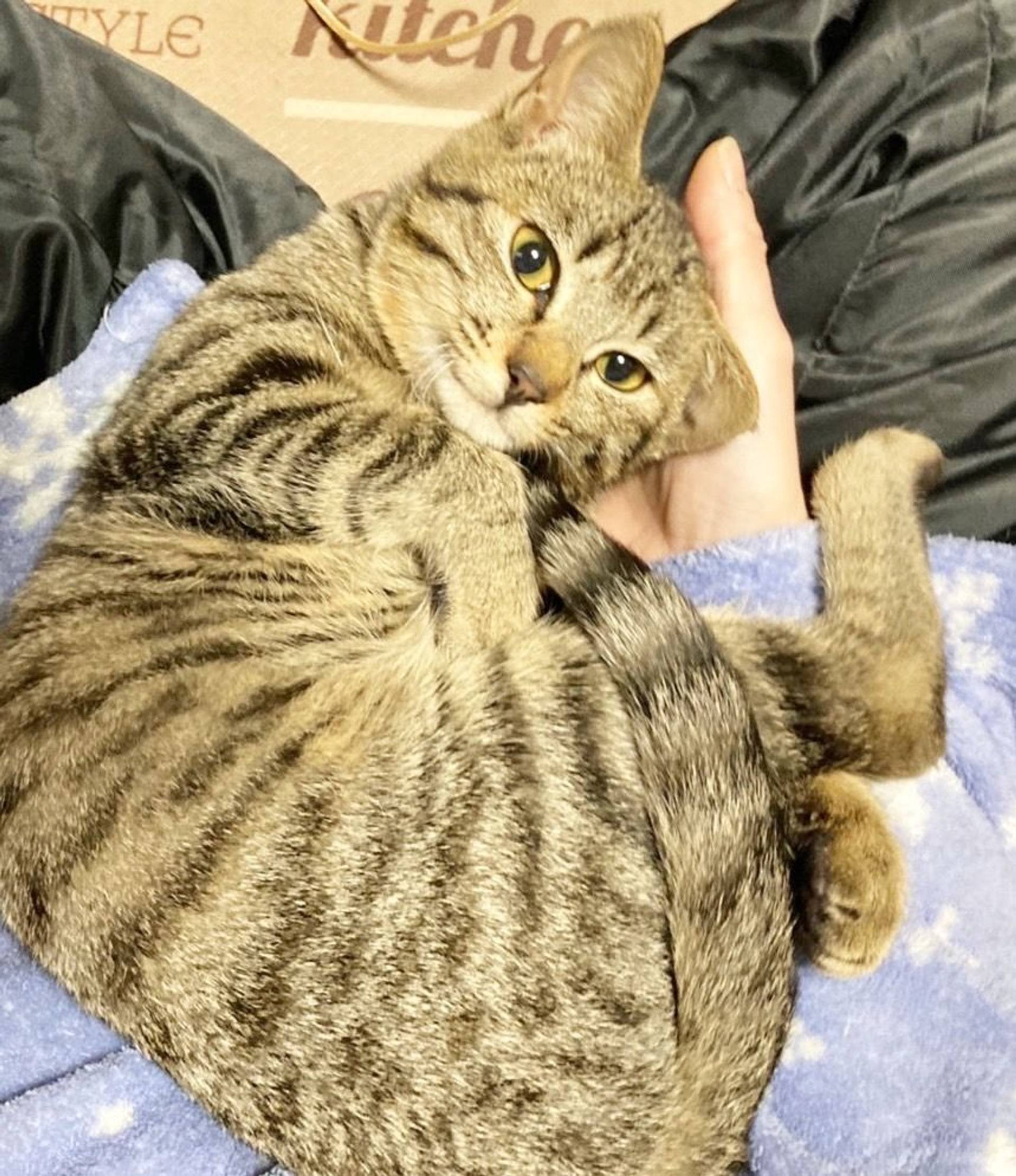 雑種（ミックス猫）・メスの里親募集の写真