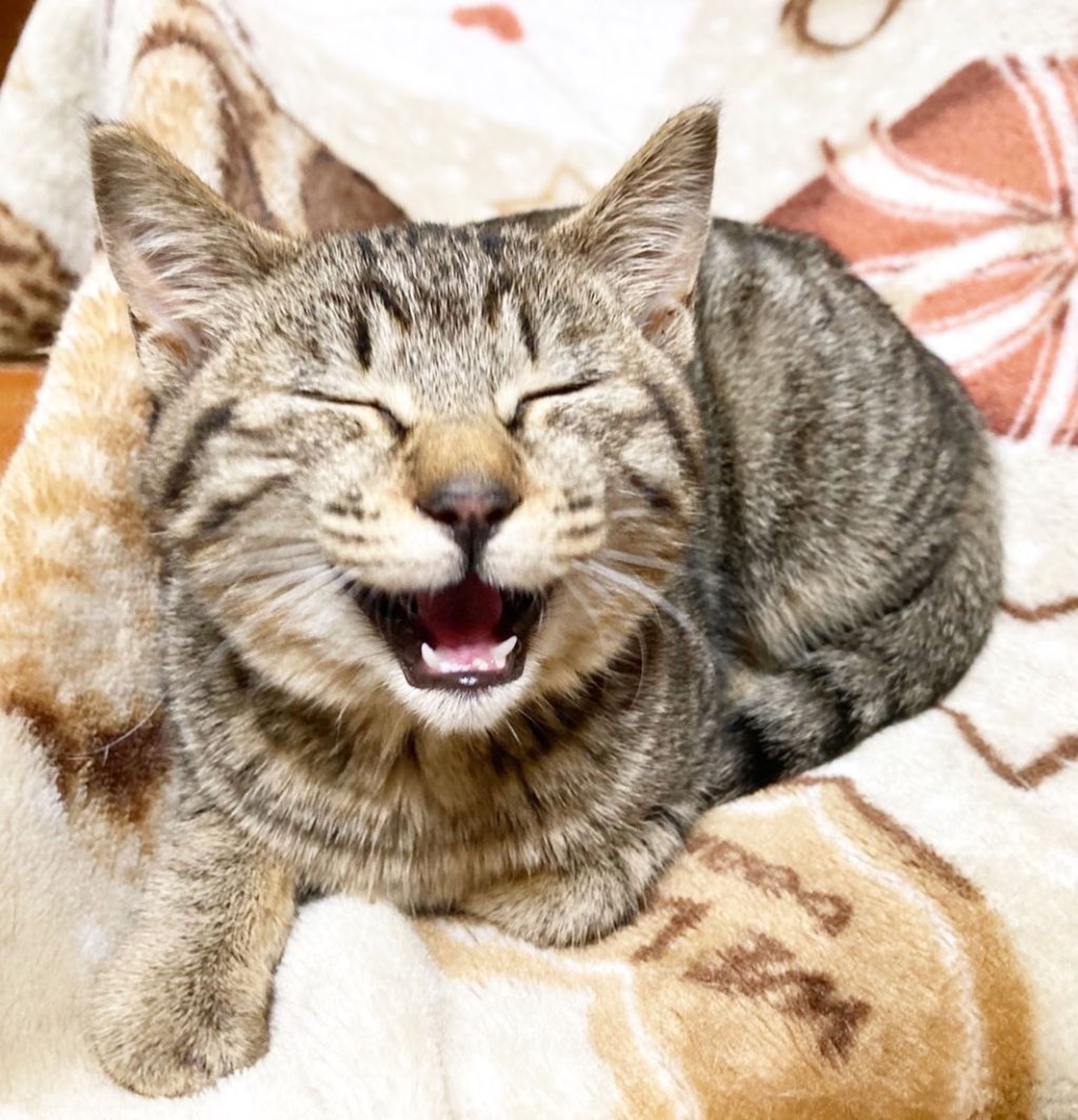 pet-image-4