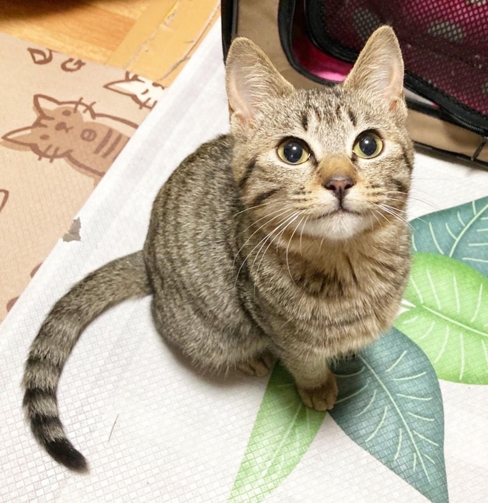 pet-image-5