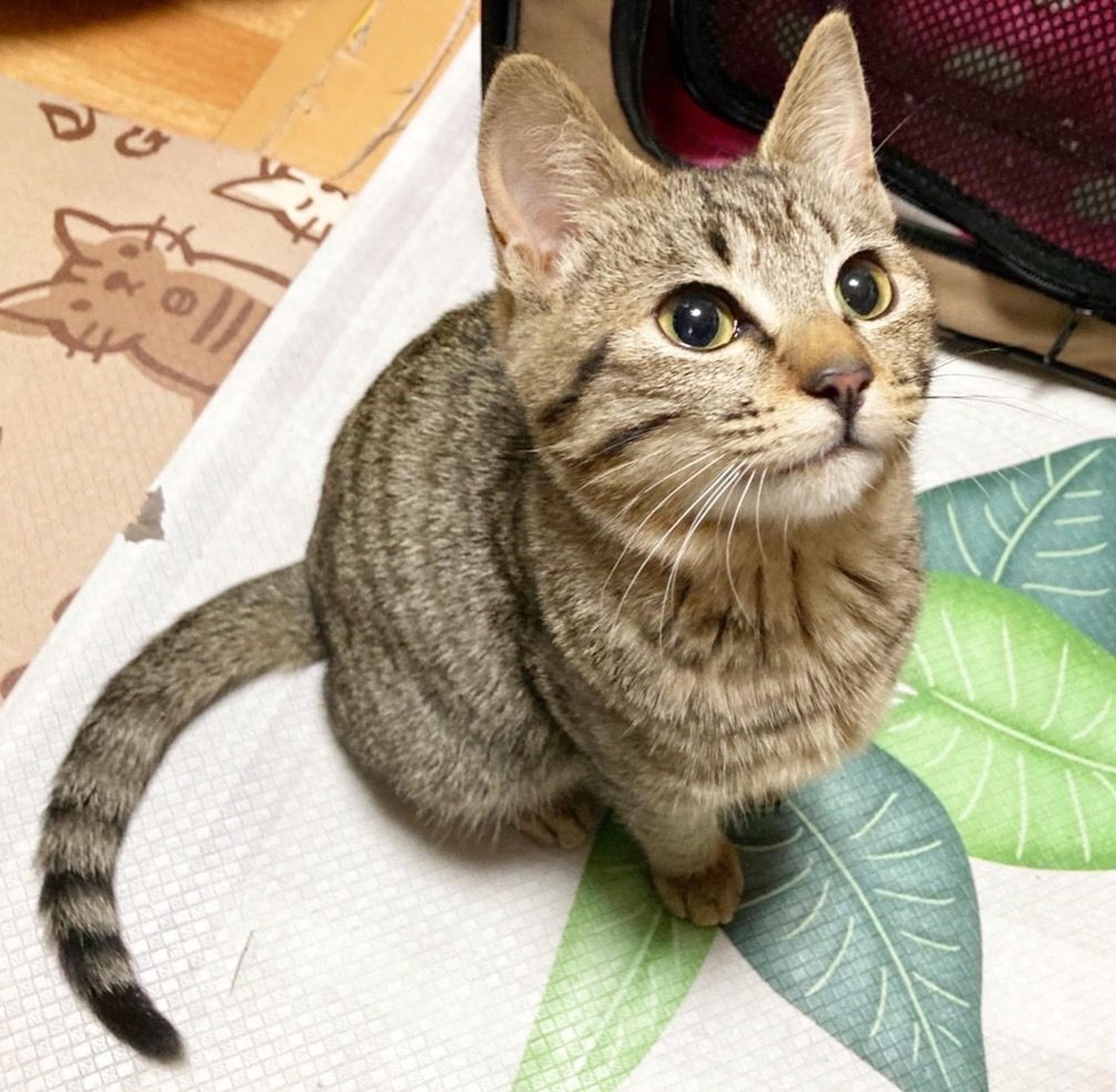 pet-image-8
