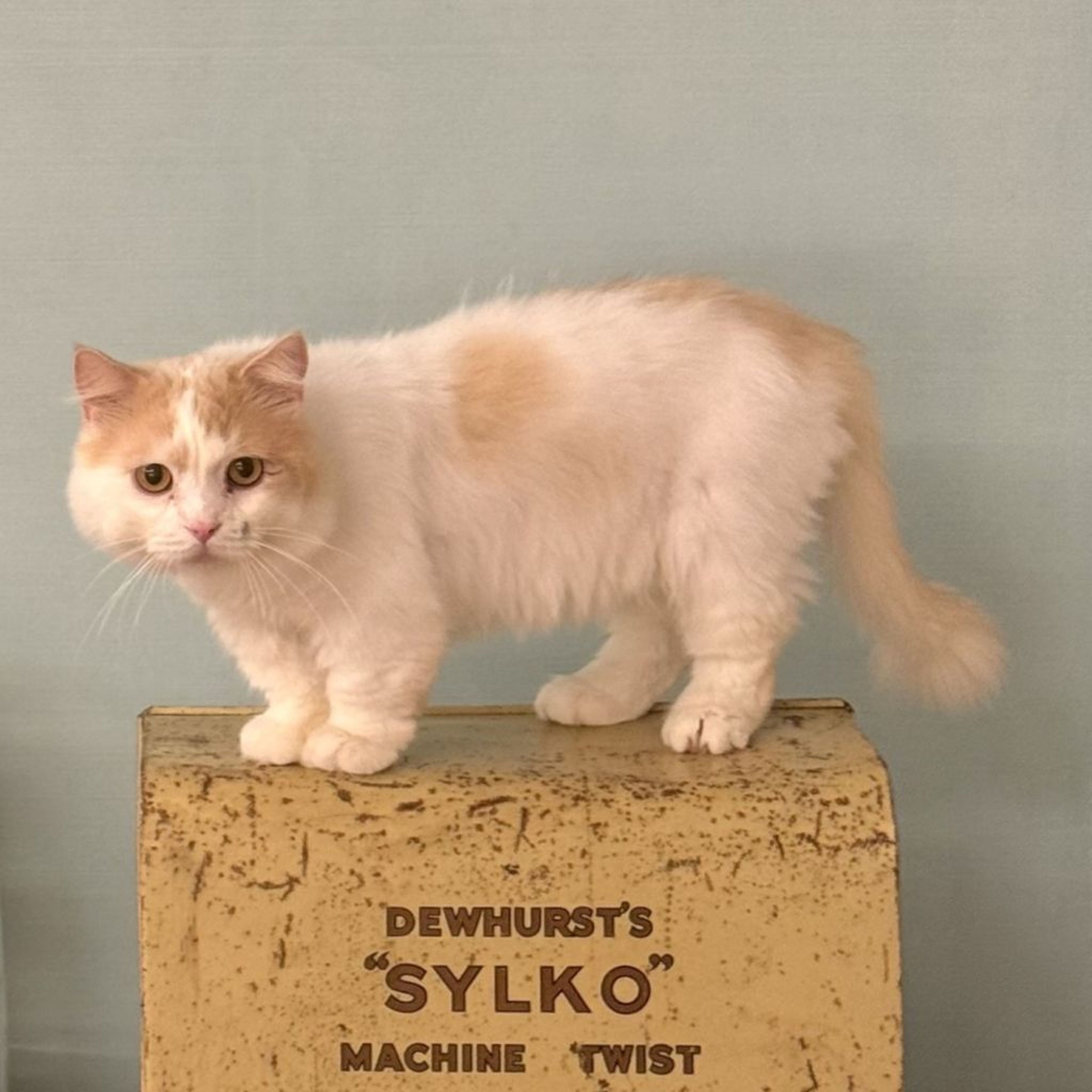 pet-image-2