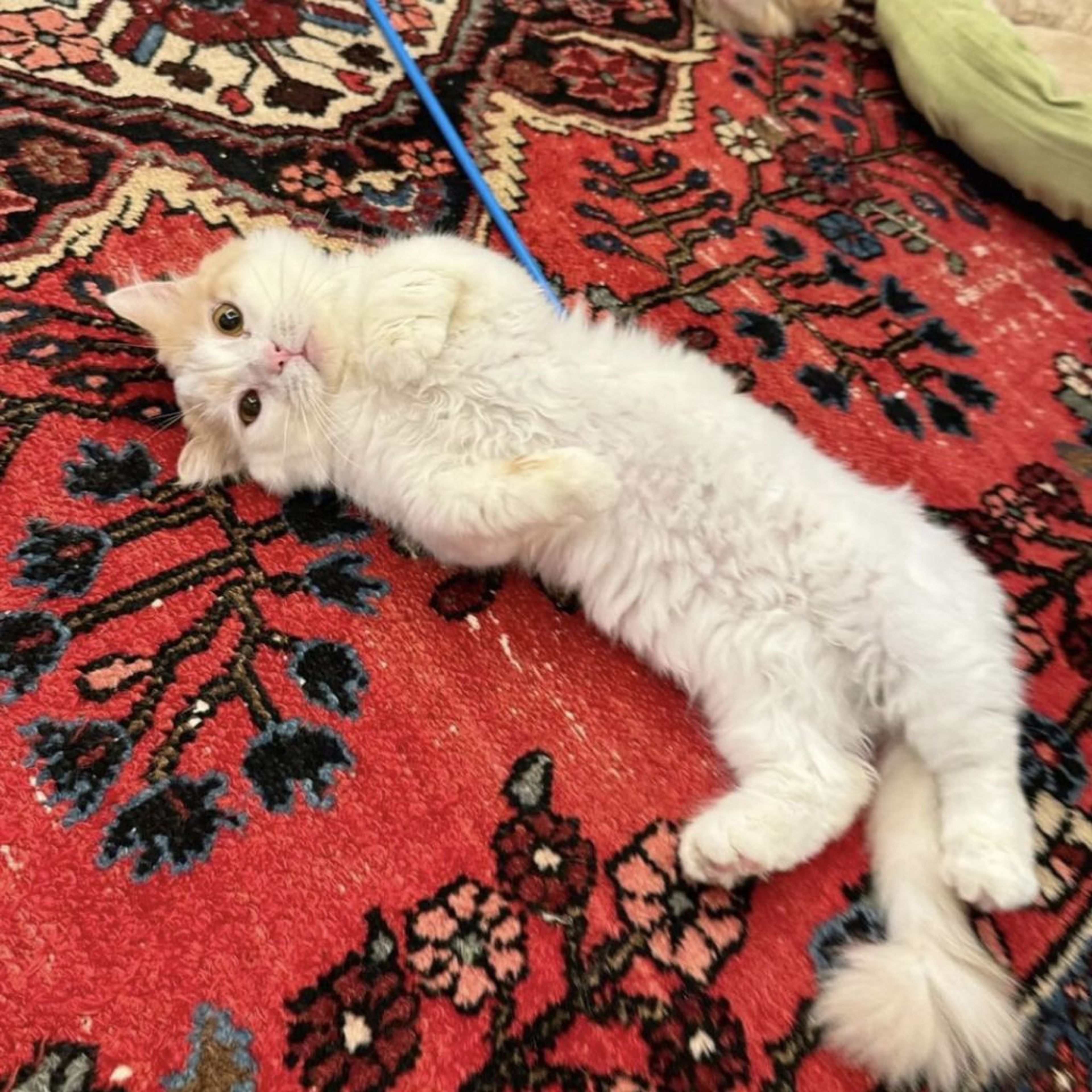 pet-image-3