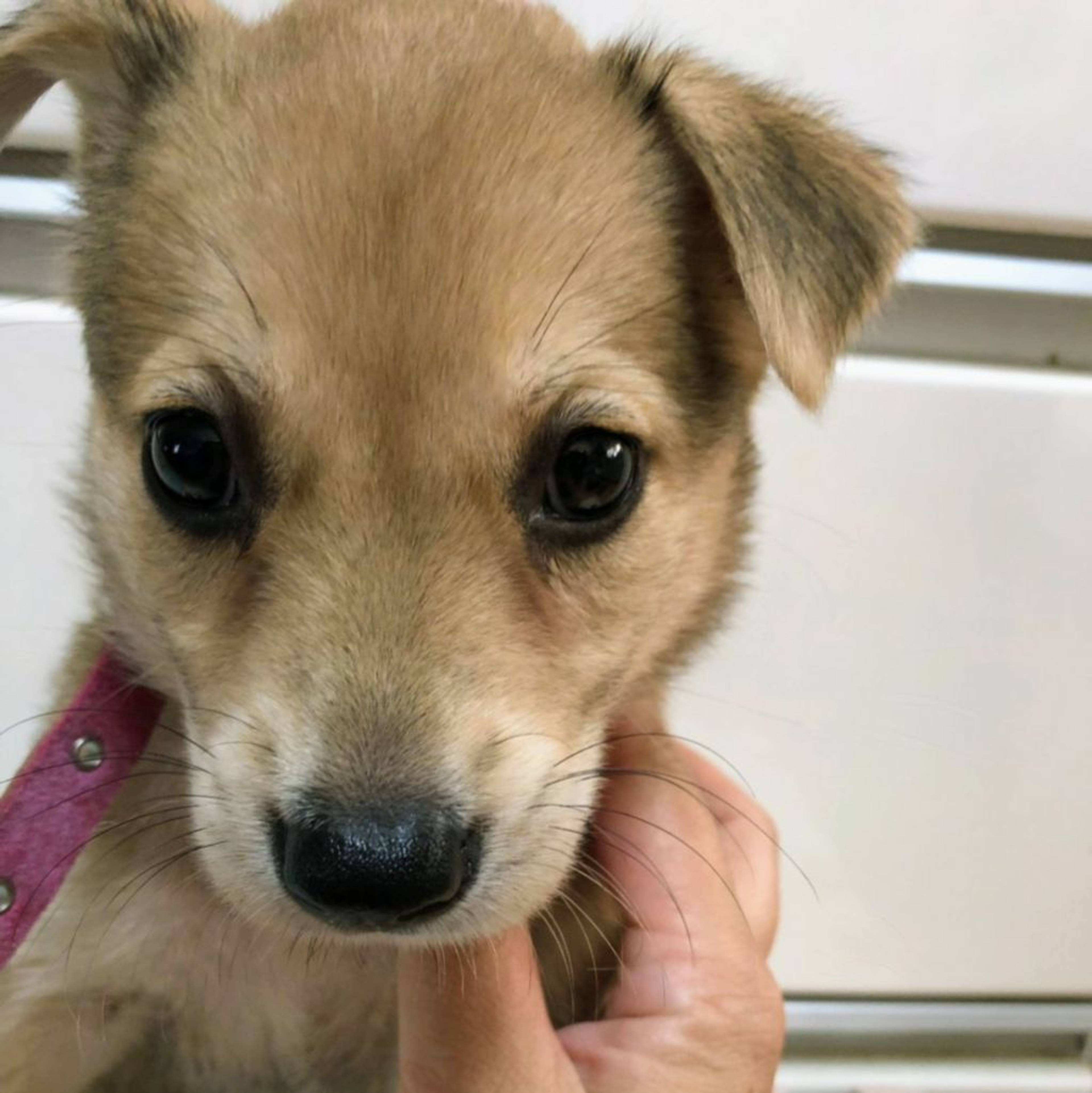 雑種（ミックス犬）・メスの里親募集の写真